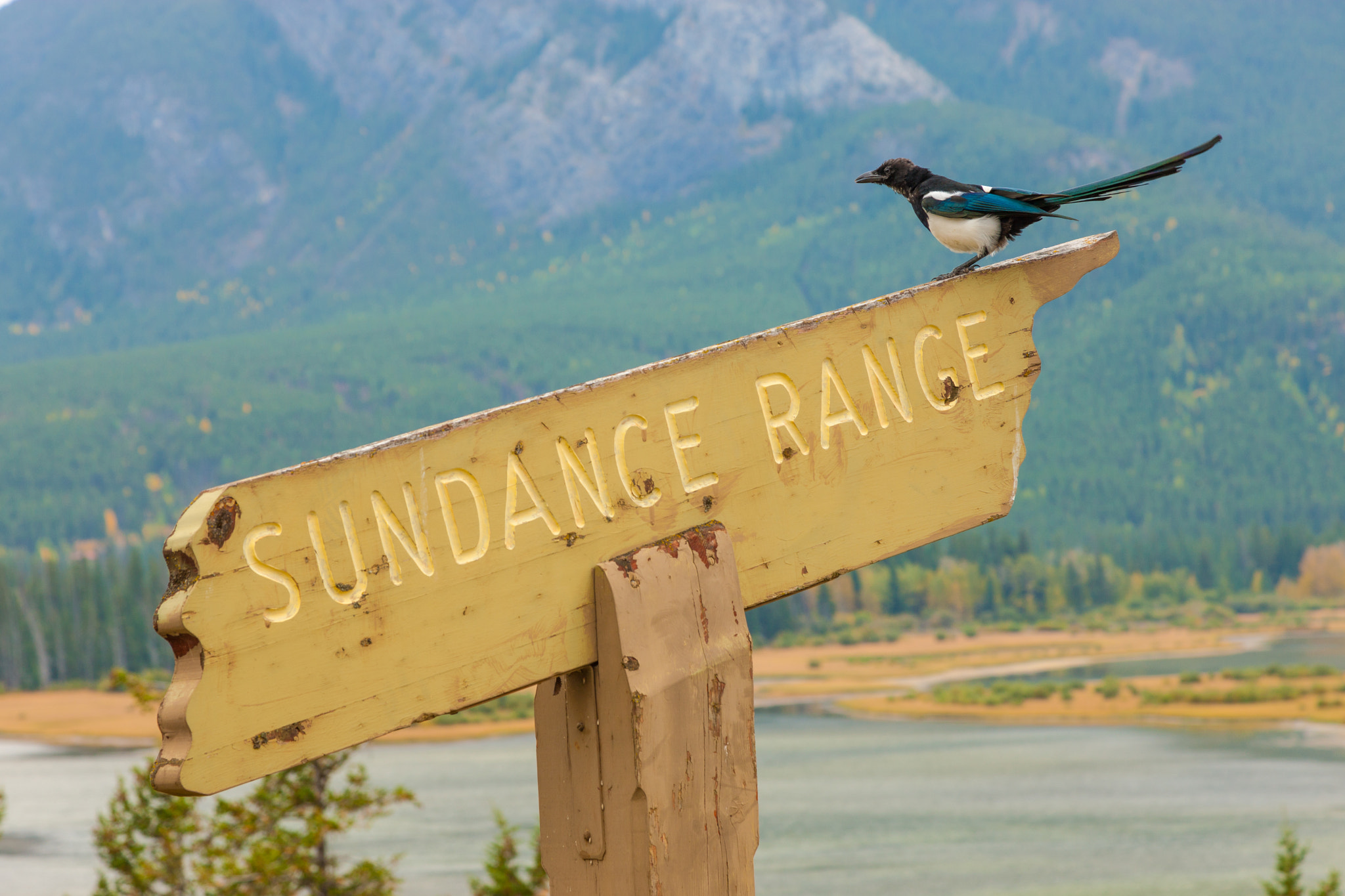 Canon EOS-1Ds Mark III sample photo. Magpie sitting on a wooden sign photography