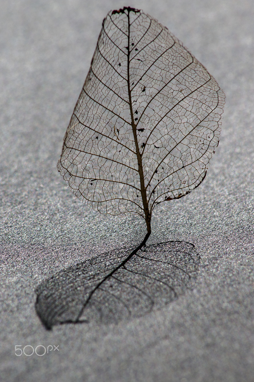 Canon EOS 70D + EF75-300mm f/4-5.6 sample photo. Leaf photography