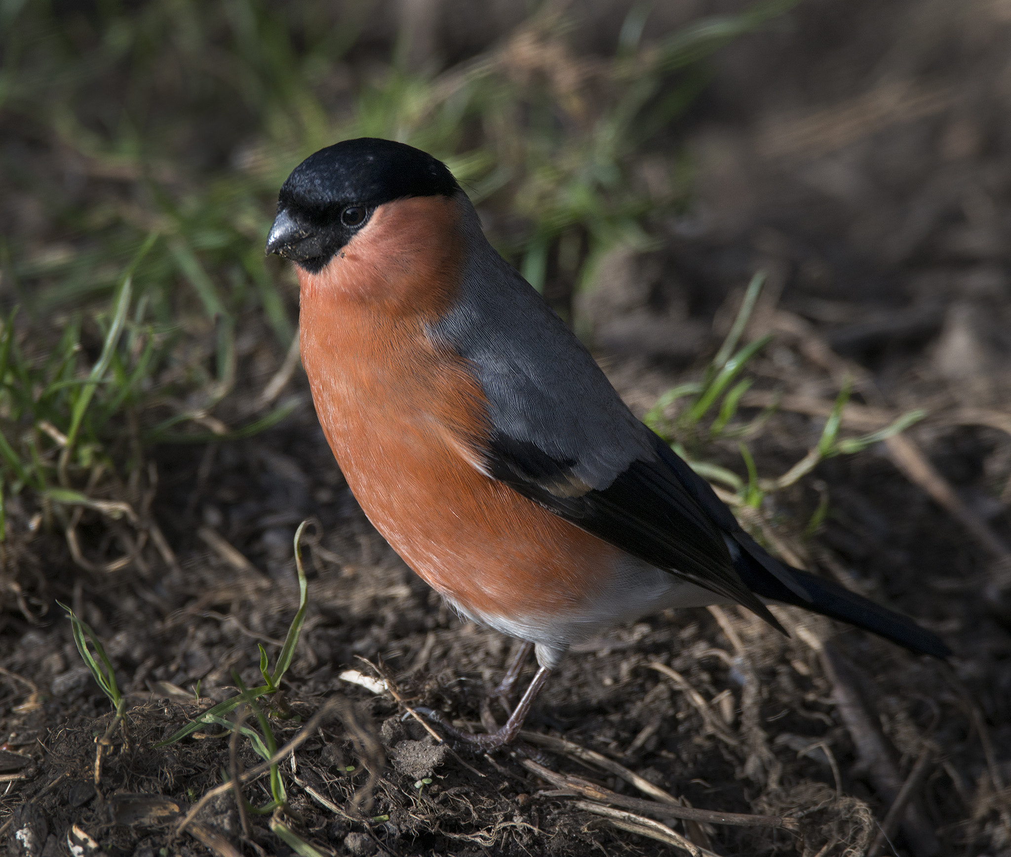 Sigma 150-600mm F5-6.3 DG OS HSM | C sample photo. Male bullinch photography