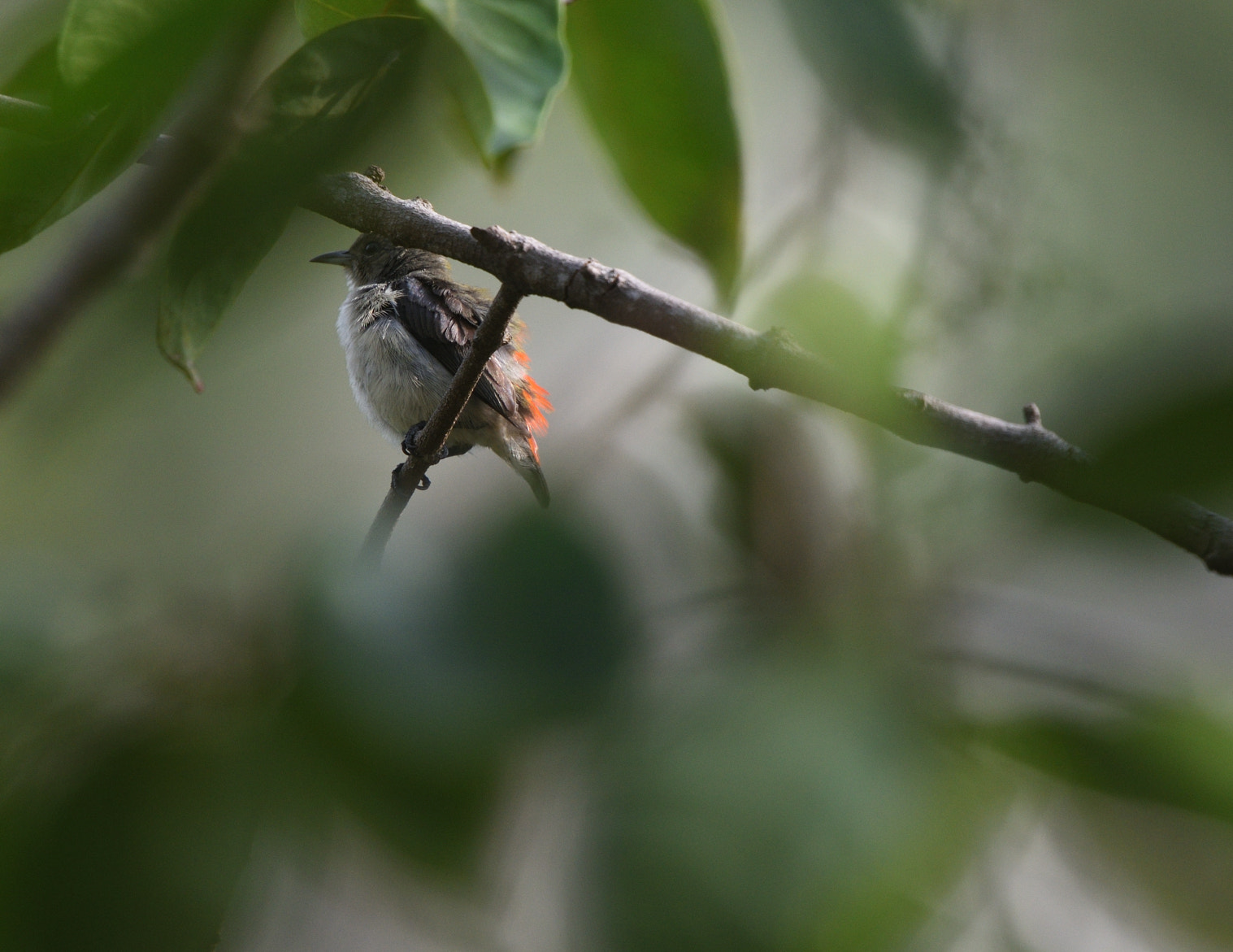 Nikon Nikkor AF-S 300mm F4E PF ED VR sample photo. Nature without filters or edits photography