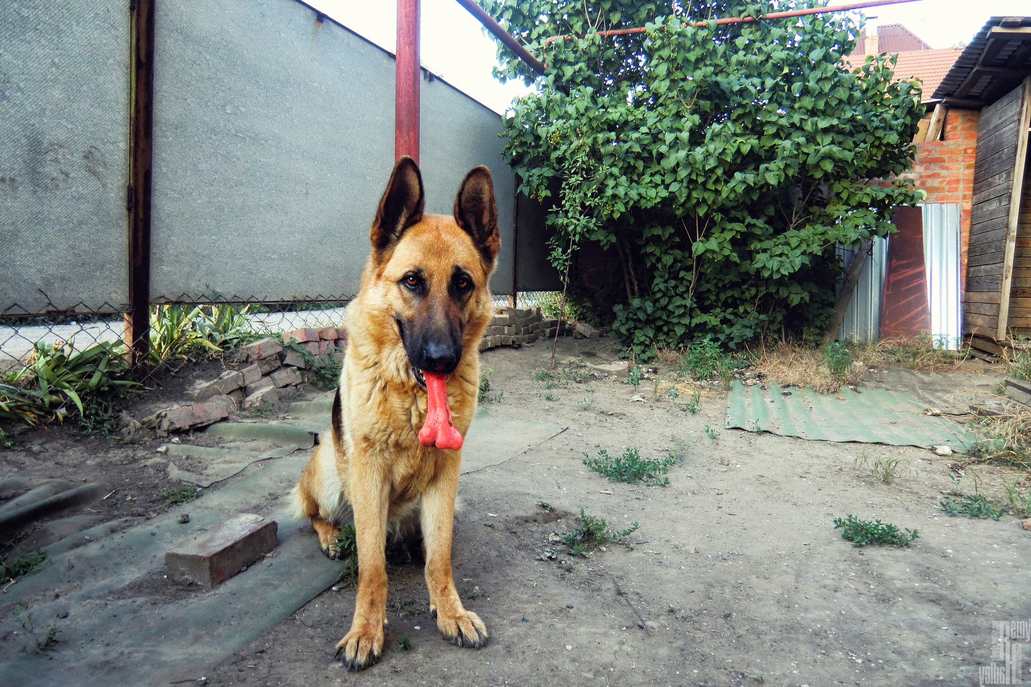 CASIO EX-H15 sample photo. Cute photography