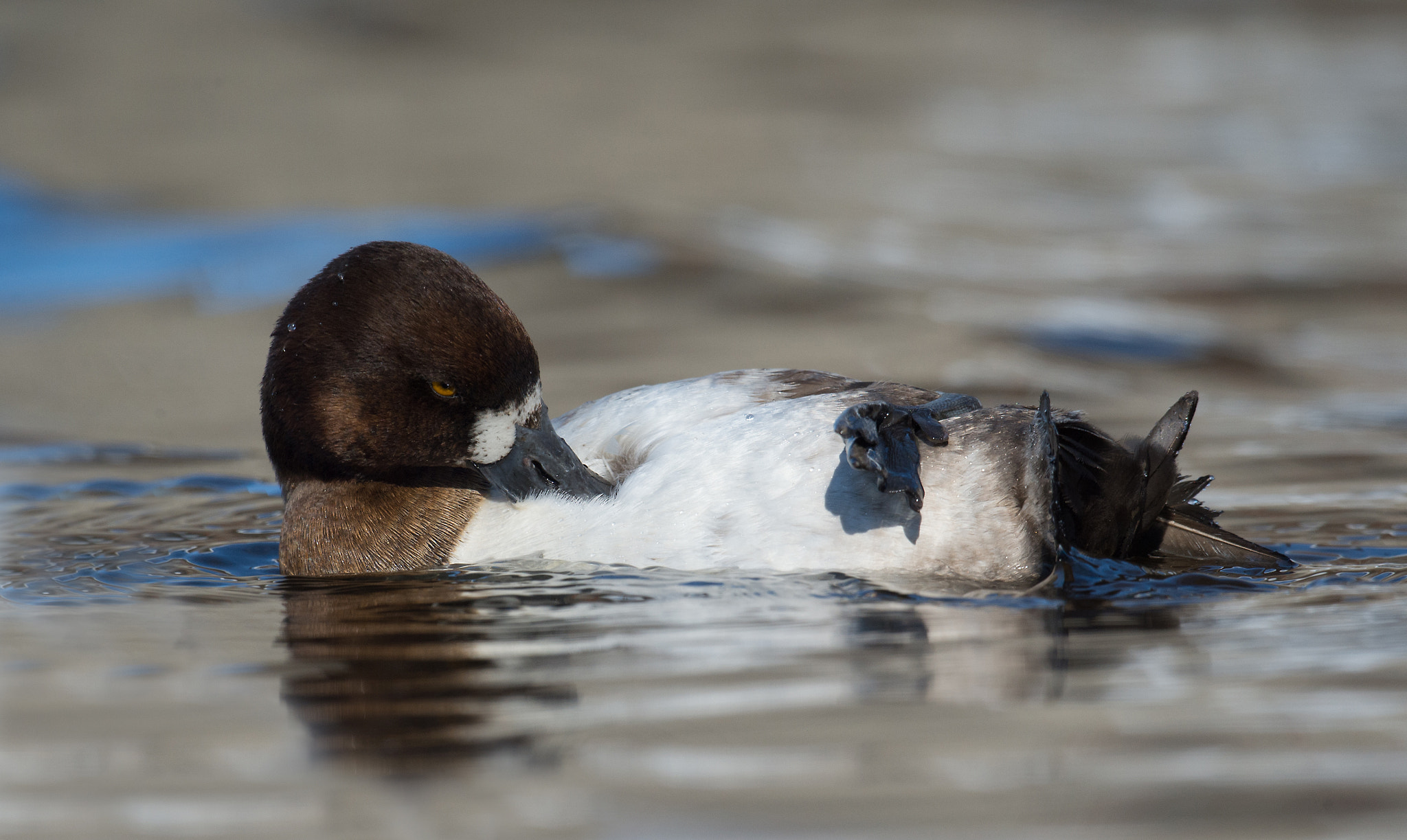 Nikon D4 sample photo. Petit fuligule, aythaya affinis, lesser scaup photography