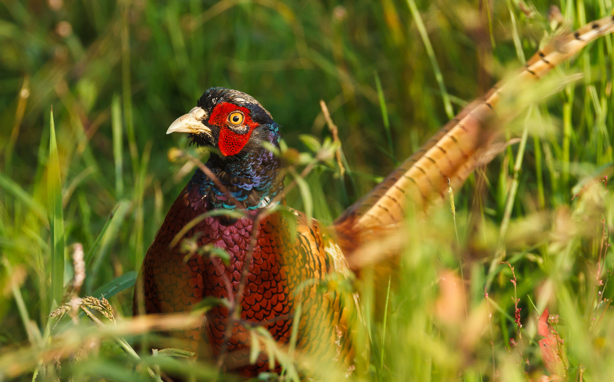 Canon EOS 7D sample photo. Common pheasant sitting in grassland photography