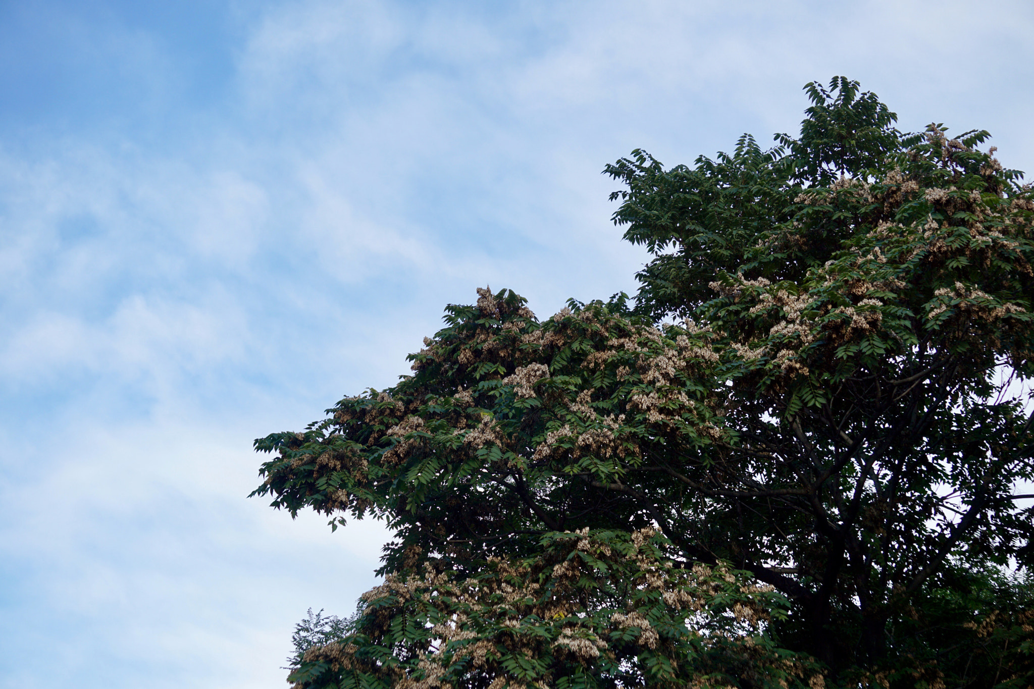 Sony E 55-210mm F4.5-6.3 OSS sample photo. Tree & sky photography