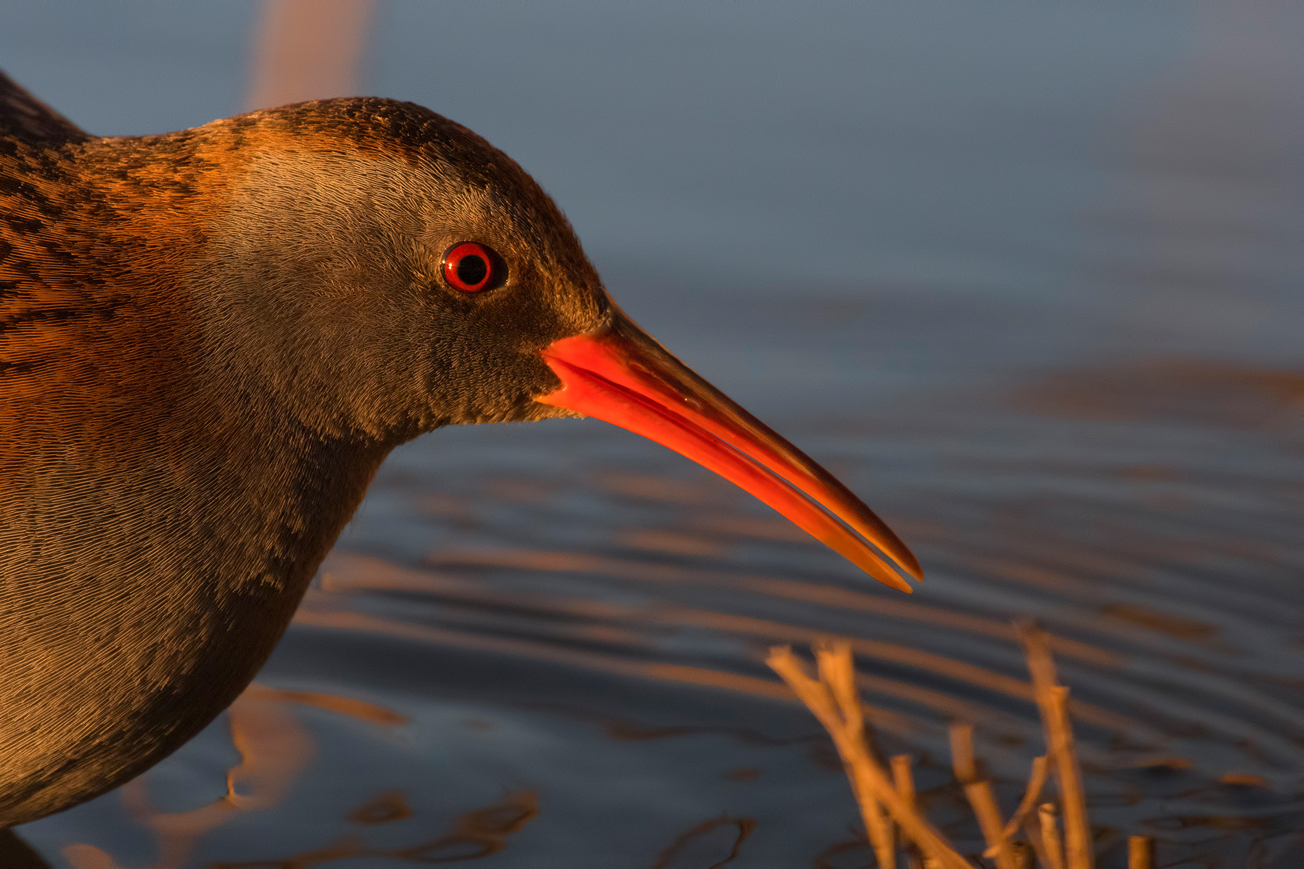 Nikon D500 + Nikon AF-S Nikkor 600mm F4G ED VR sample photo. Water rail- porciglione photography