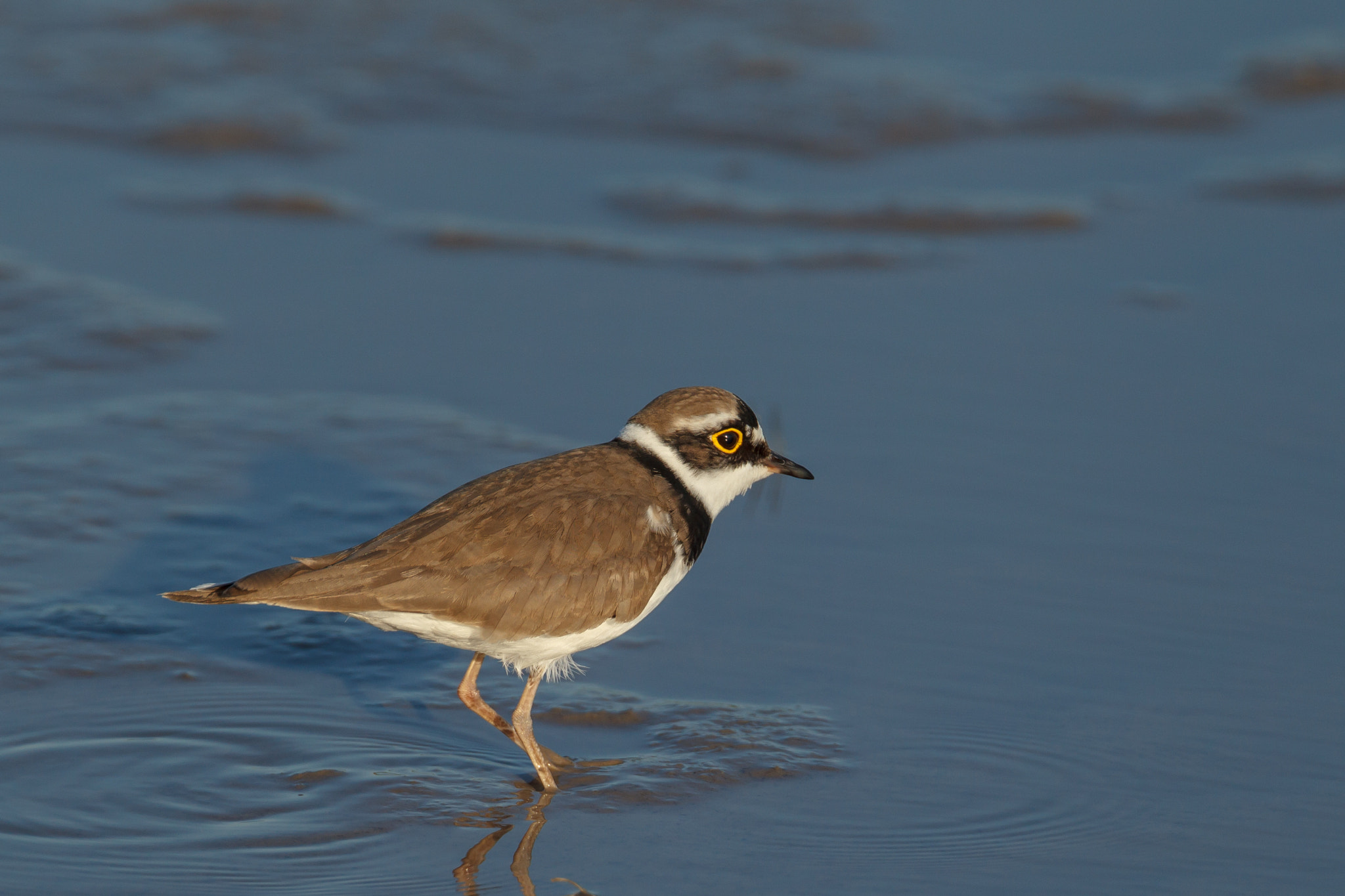 Canon EF 500mm F4L IS USM sample photo. Little ringed plover walking around for prey photography