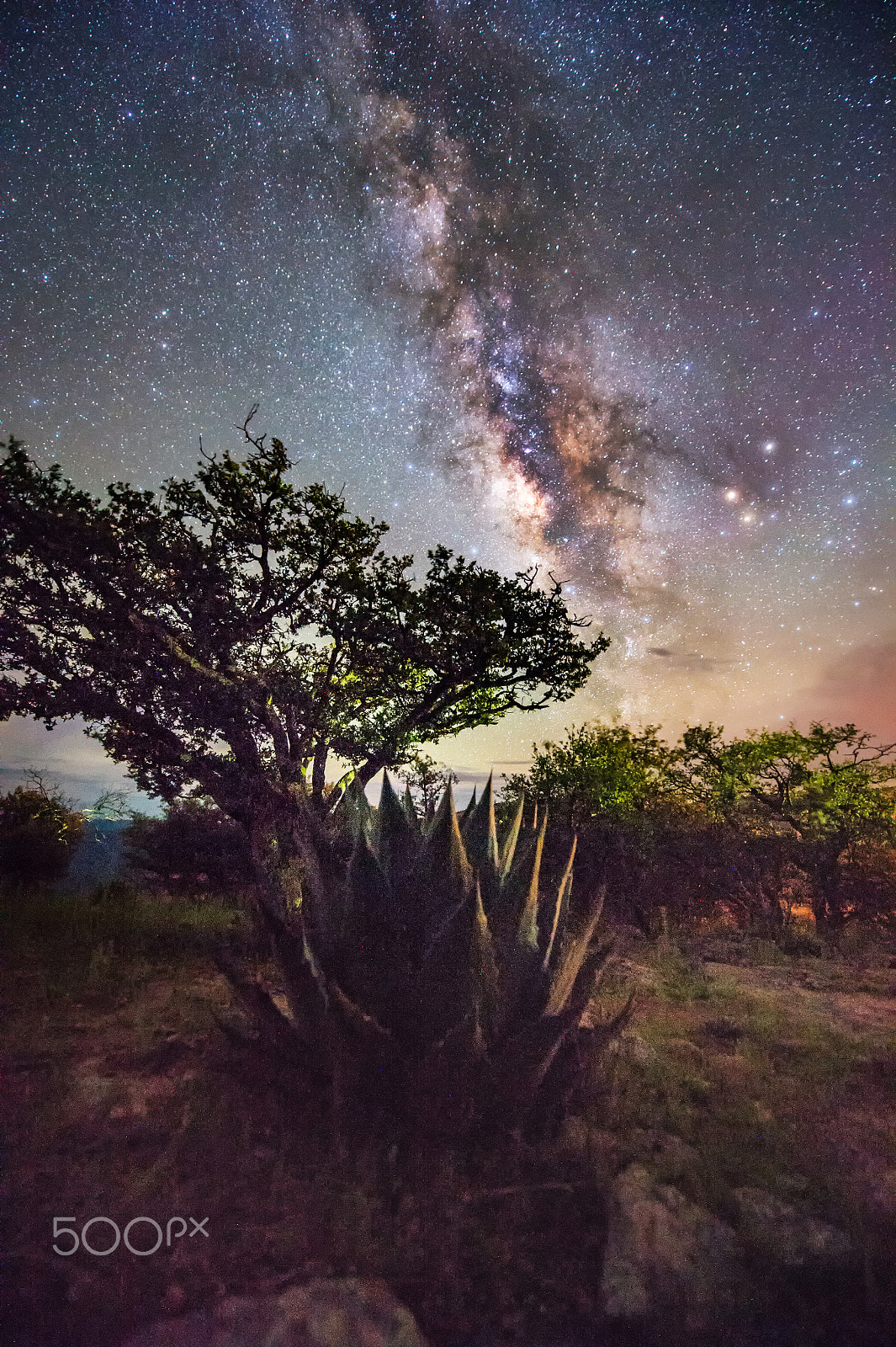 Nikon D4 sample photo. Milky way and mexican maguey photography
