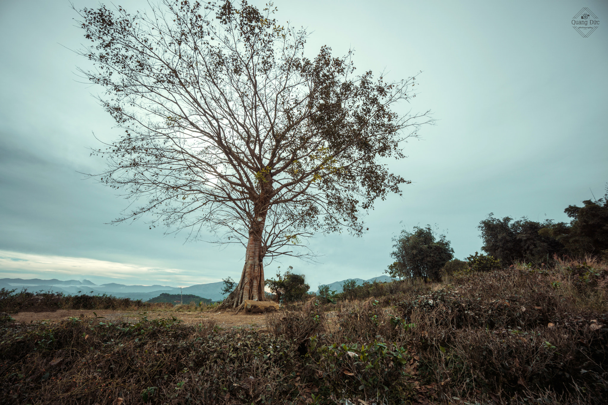 Sony a6000 + Sony E 10-18mm F4 OSS sample photo. Alone tree photography