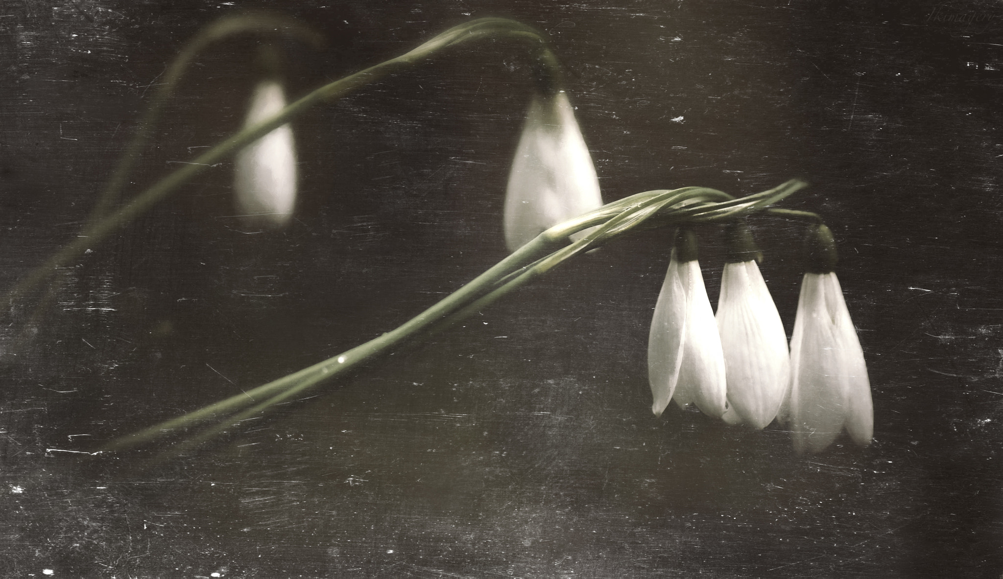Nikon AF-S Micro-Nikkor 105mm F2.8G IF-ED VR sample photo. Snowdrop hp imp wm x photography