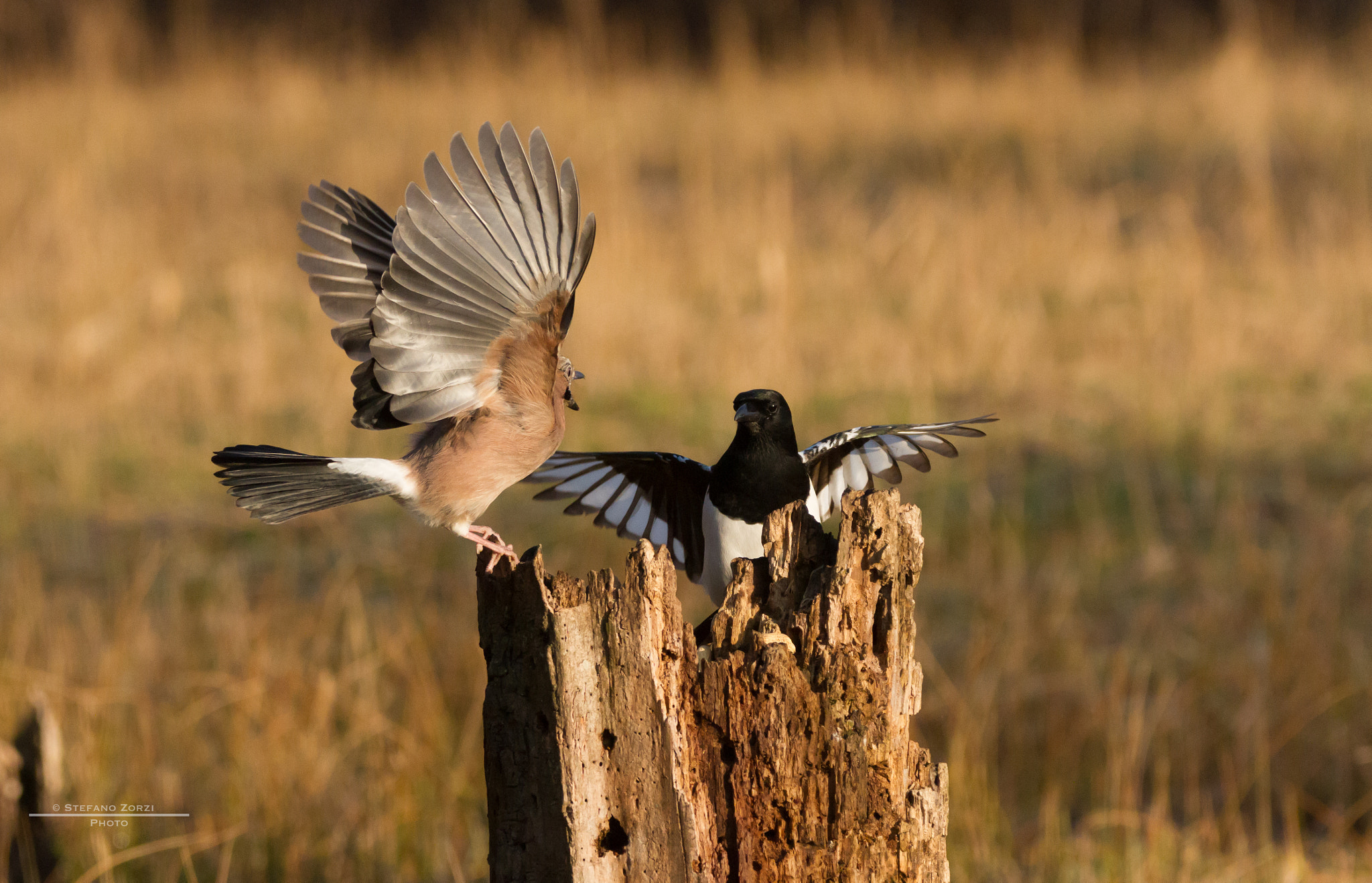 Sigma 150-600mm F5-6.3 DG OS HSM | C sample photo. Ghiandaie e gazze photography