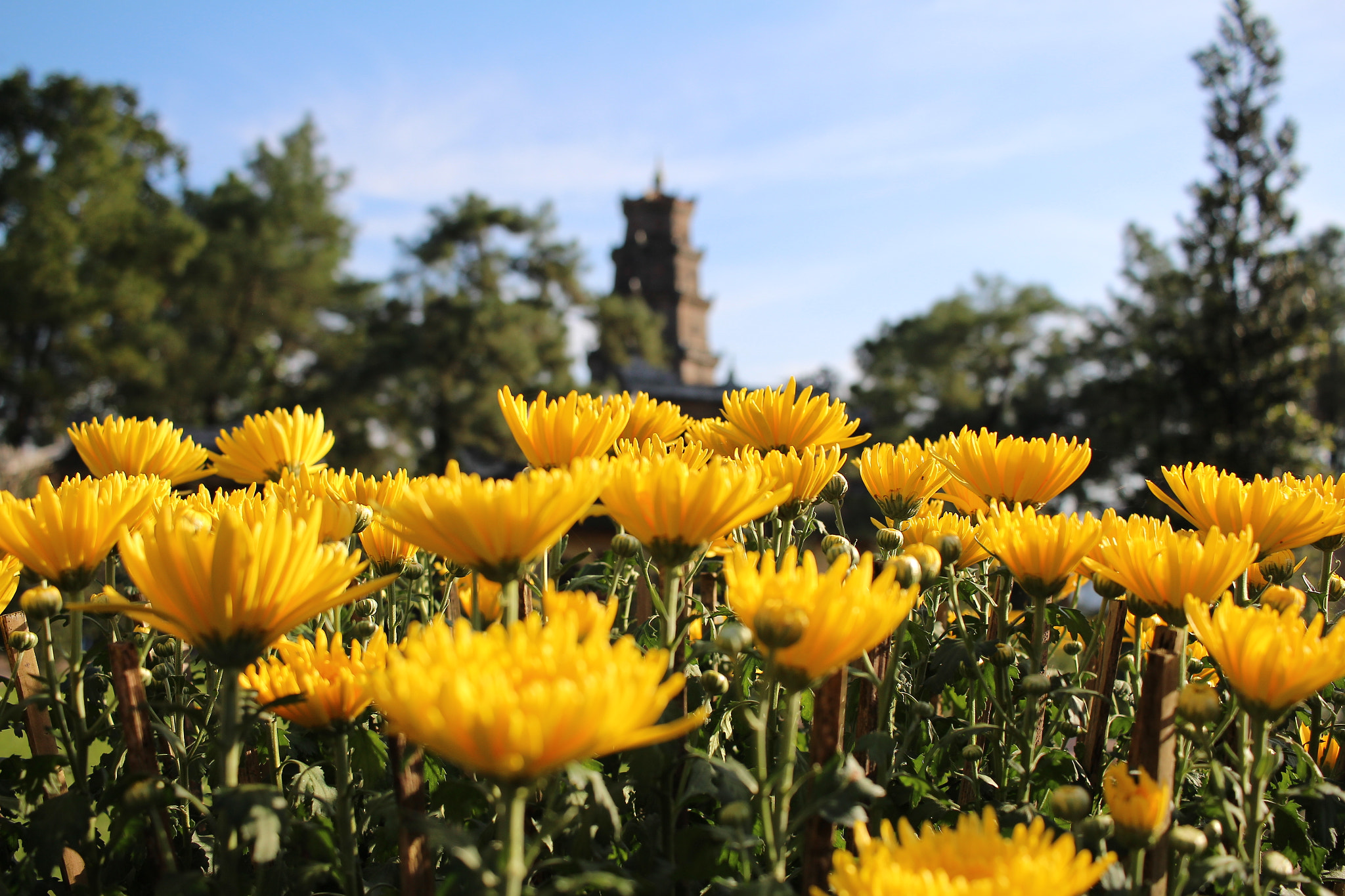 Canon EF-S 24mm F2.8 STM sample photo. Thien mu pagoda photography