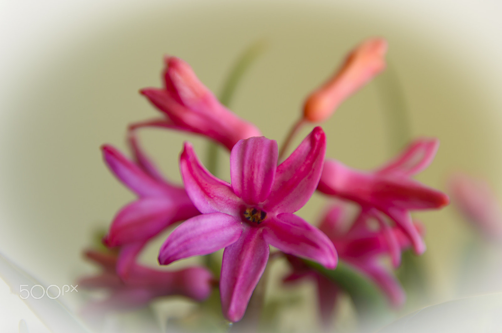 Nikon D3200 sample photo. Hyacinthus photography