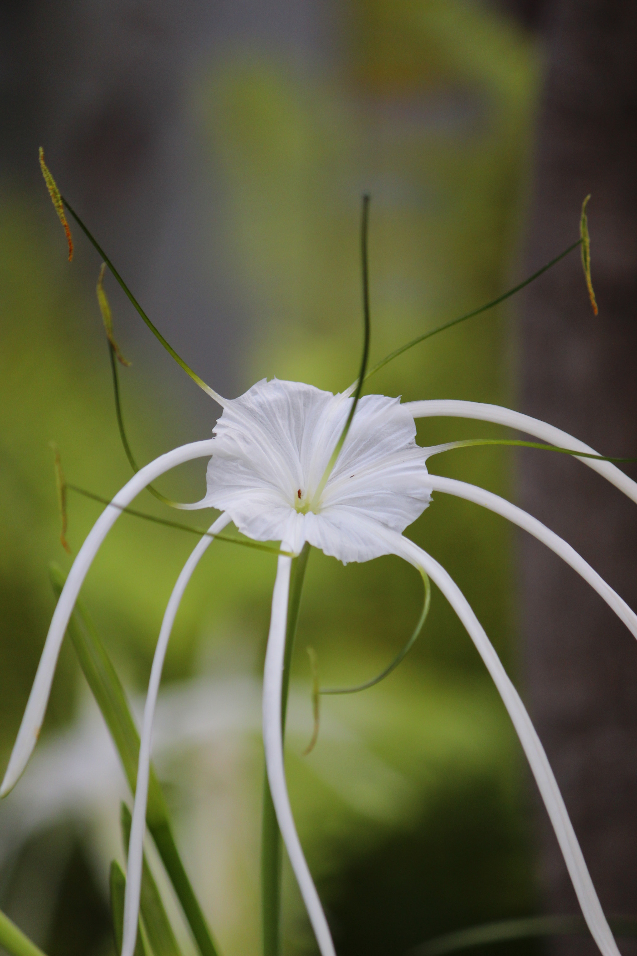 Canon EF-S 55-250mm F4-5.6 IS sample photo