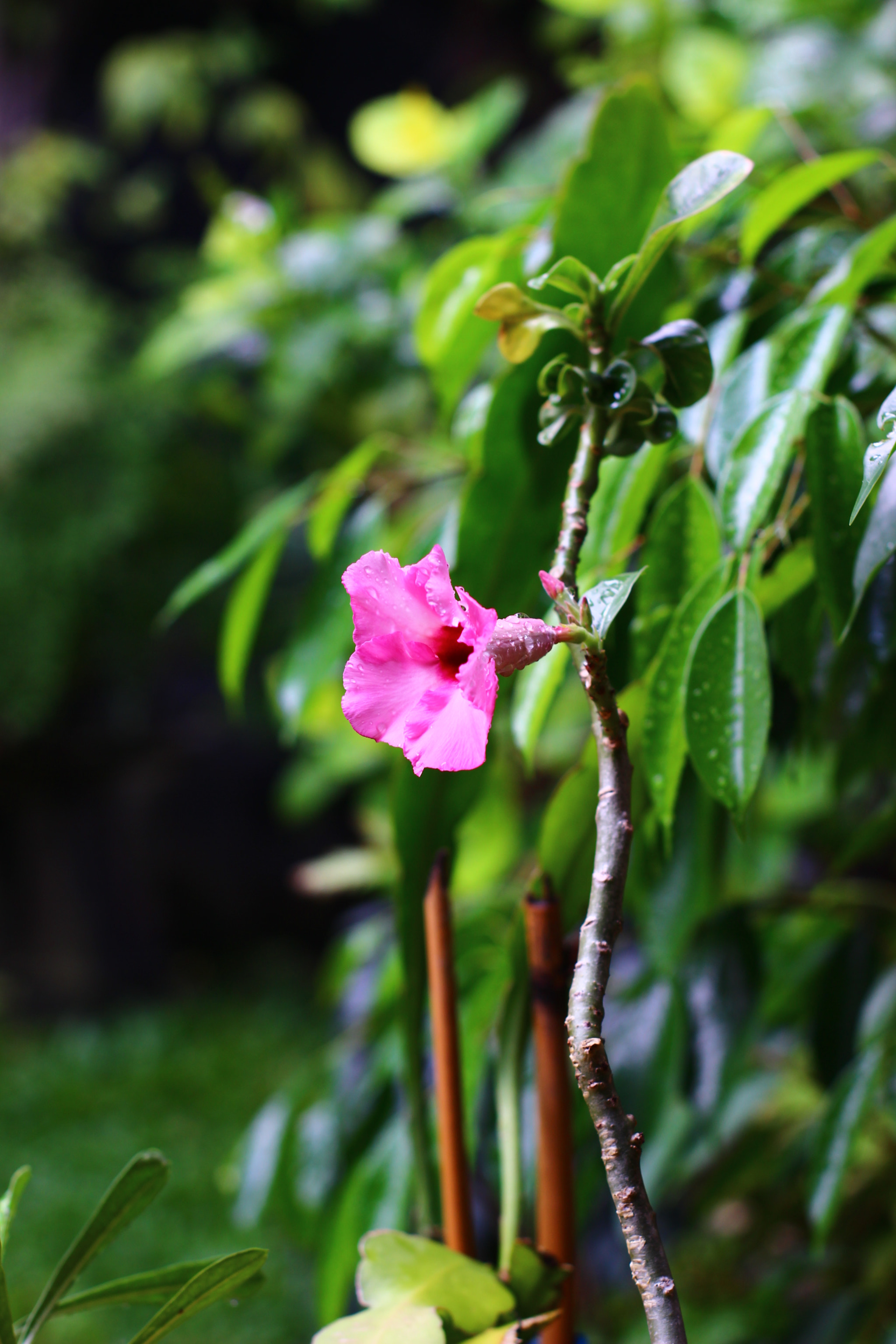Canon 50mm sample photo