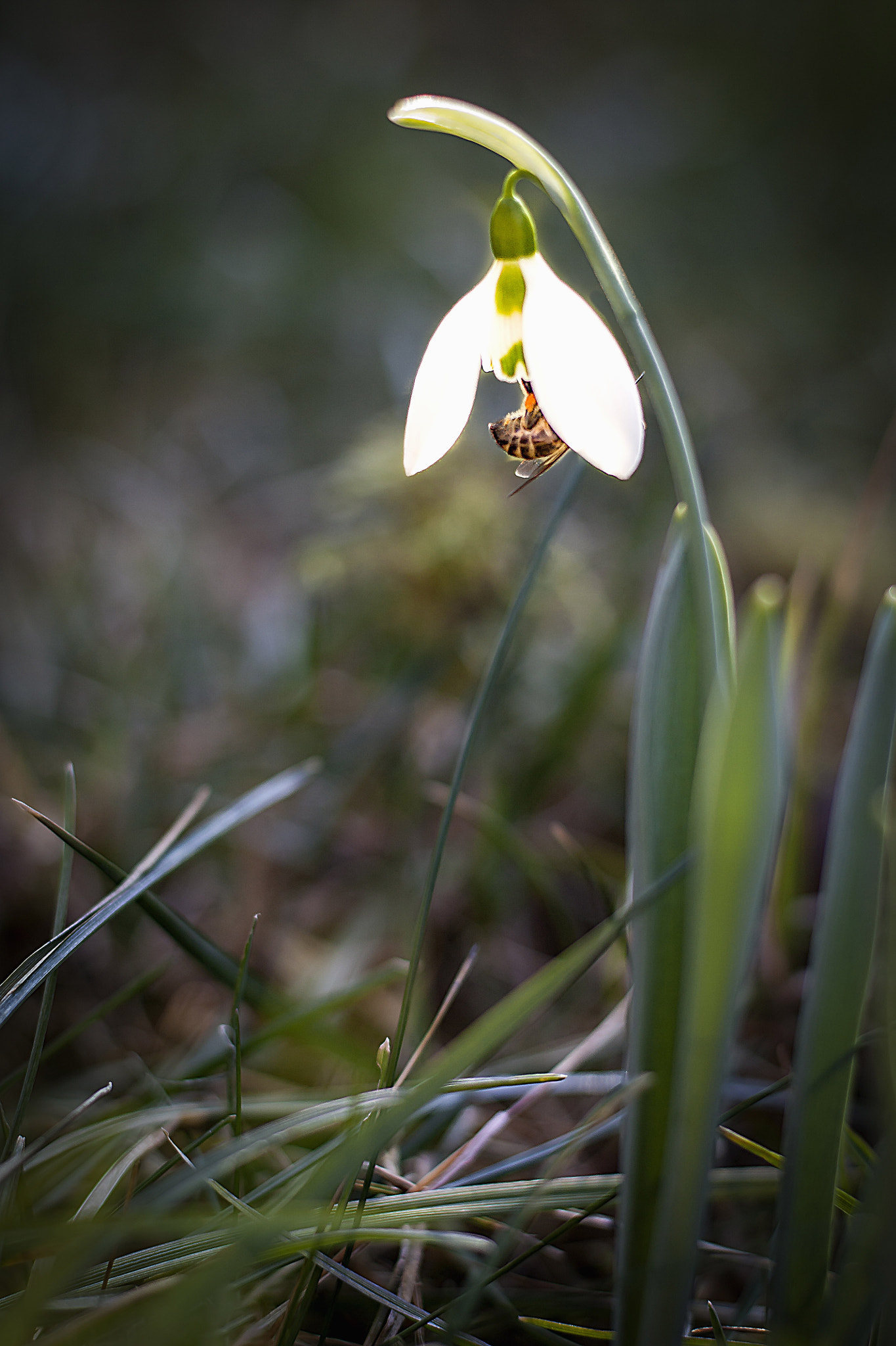 Canon EOS 450D (EOS Rebel XSi / EOS Kiss X2) + Canon EF 50mm F1.8 STM sample photo. Early signs of spring photography