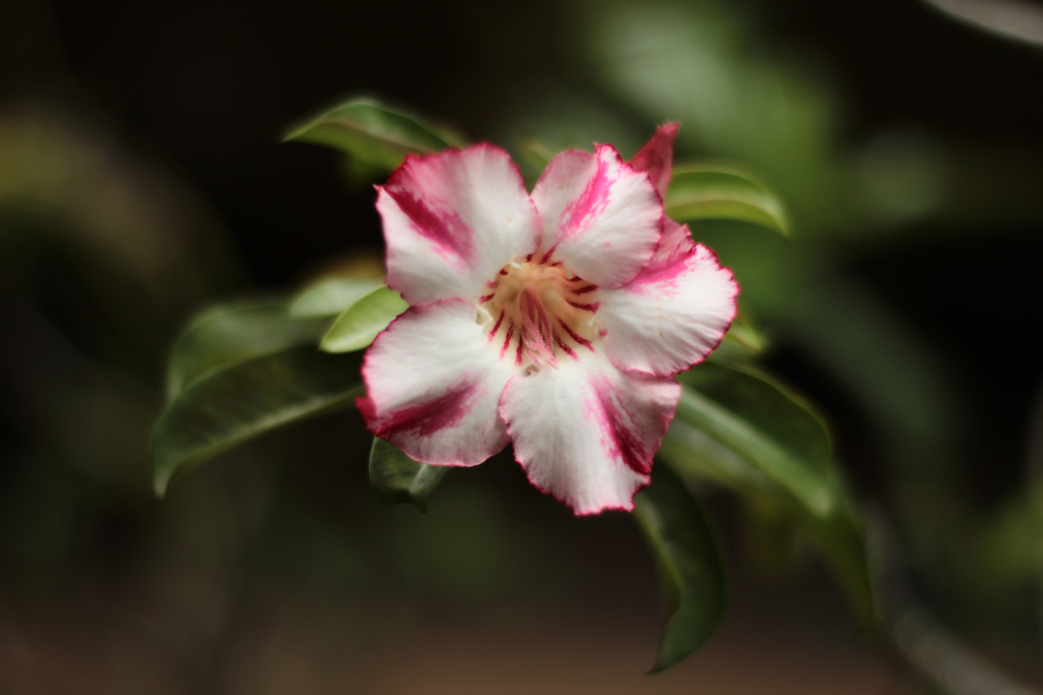 Canon 50mm sample photo