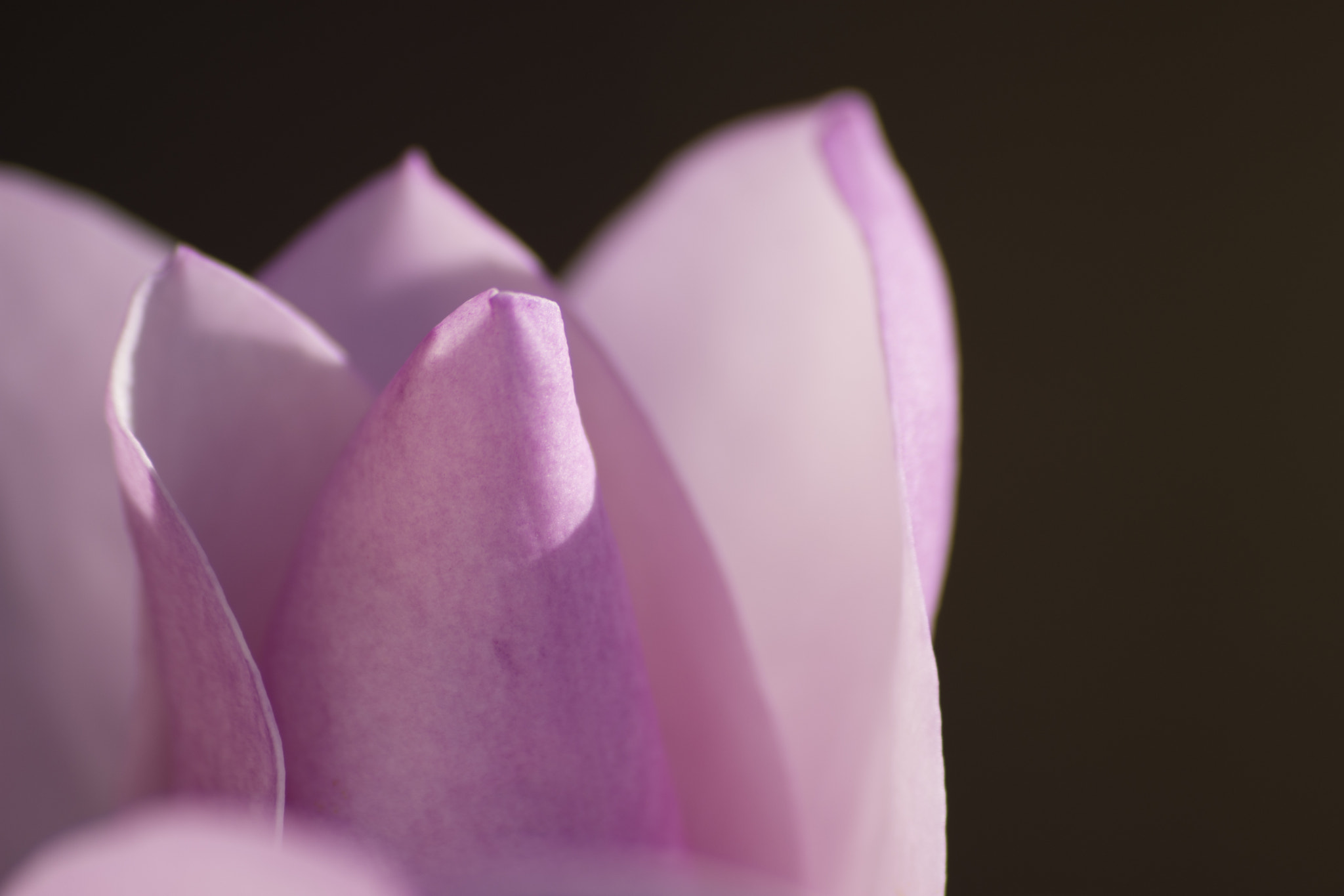 Sigma 70-300mm F4-5.6 APO DG Macro sample photo. Jane magnolia bloom photography