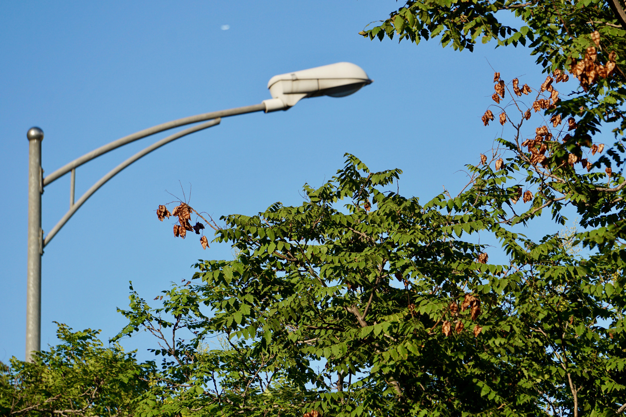 Sony FE 24-240mm F3.5-6.3 OSS sample photo. Pose of friendship from light and tree photography