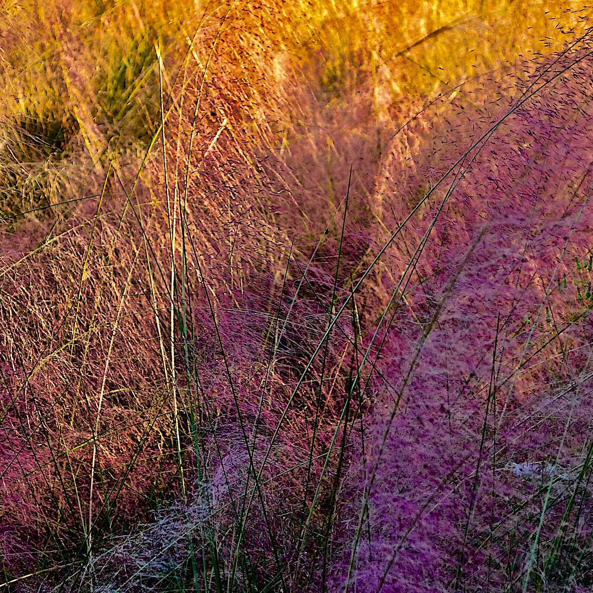 Leica D-LUX 5 sample photo. Those intruding colors photography