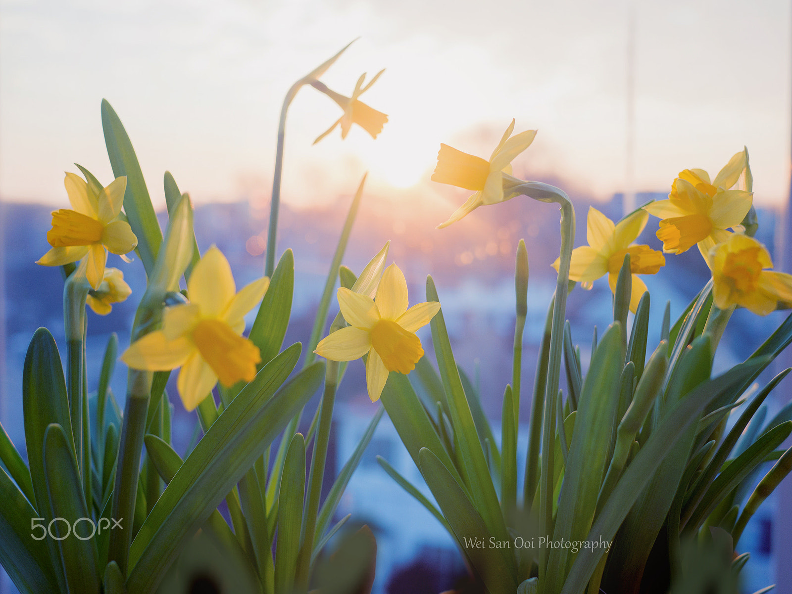 Panasonic Lumix DMC-GX7 + Panasonic Lumix G 20mm F1.7 ASPH sample photo. Daffodils 59 photography