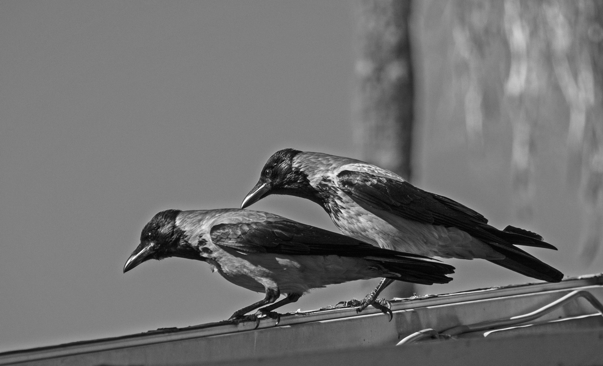 Sigma 18-250mm F3.5-6.3 DC Macro OS HSM sample photo. Curiosity.. photography