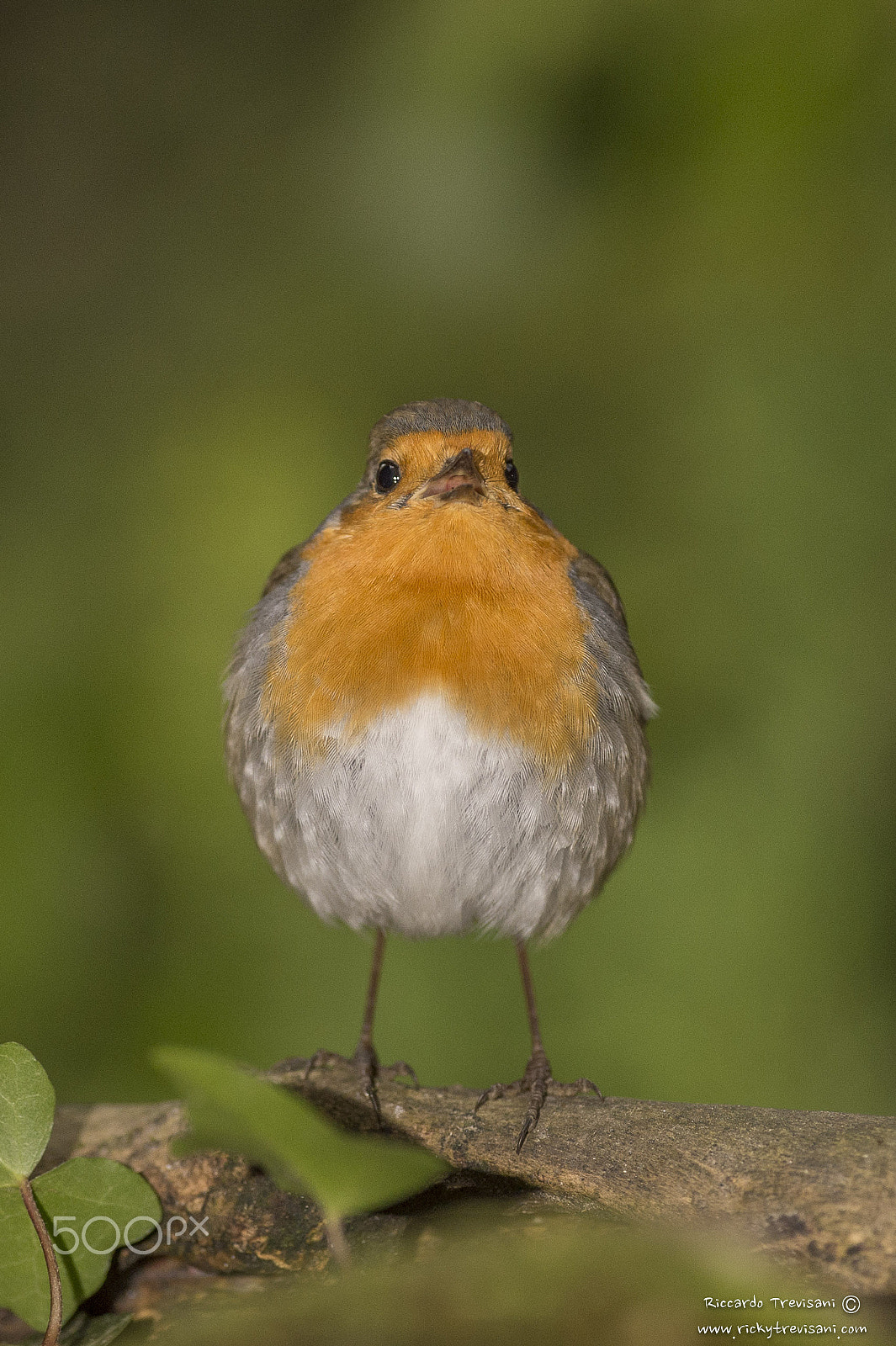 Nikon AF-S Nikkor 300mm F2.8G ED VR II sample photo. Singing robin photography