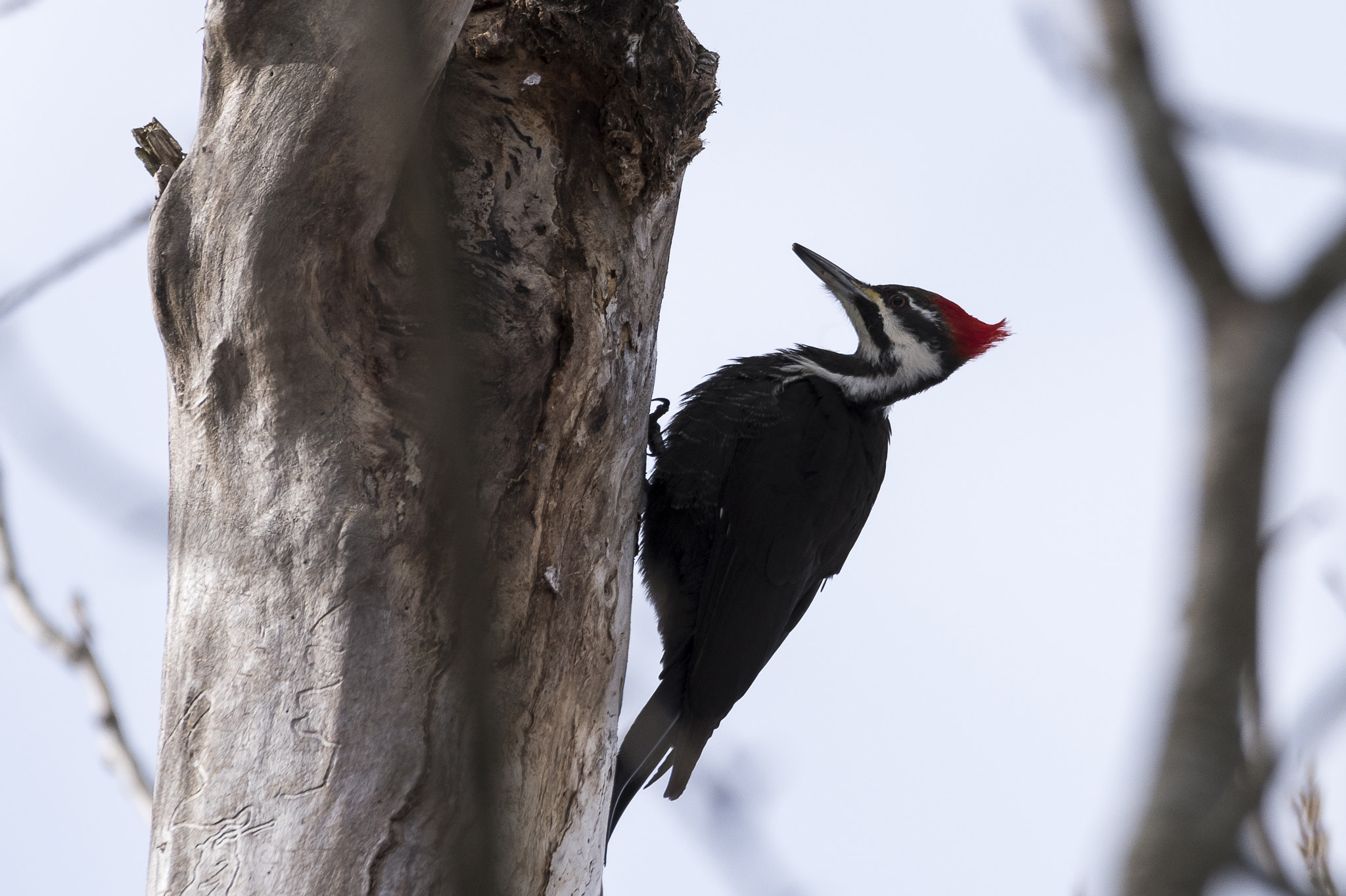 Sigma 150-600mm F5-6.3 DG OS HSM | C sample photo