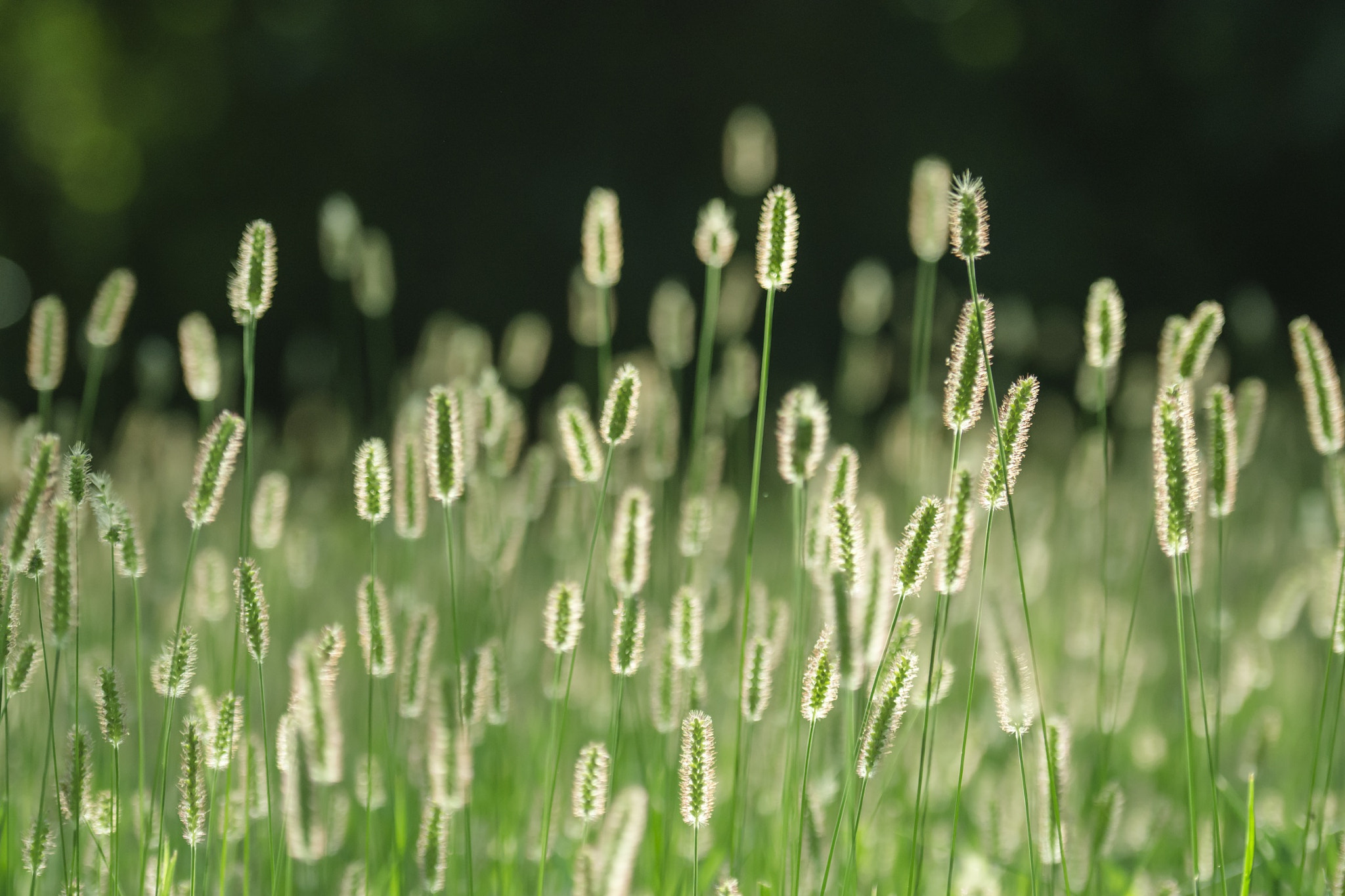 Nikon AF-S Nikkor 70-200mm F2.8G ED VR II sample photo. Grass photography