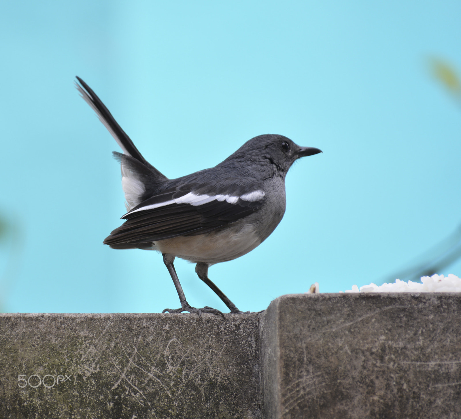 Nikon D5200 + Sigma 70-300mm F4-5.6 DG OS sample photo. Magpie-robin photography