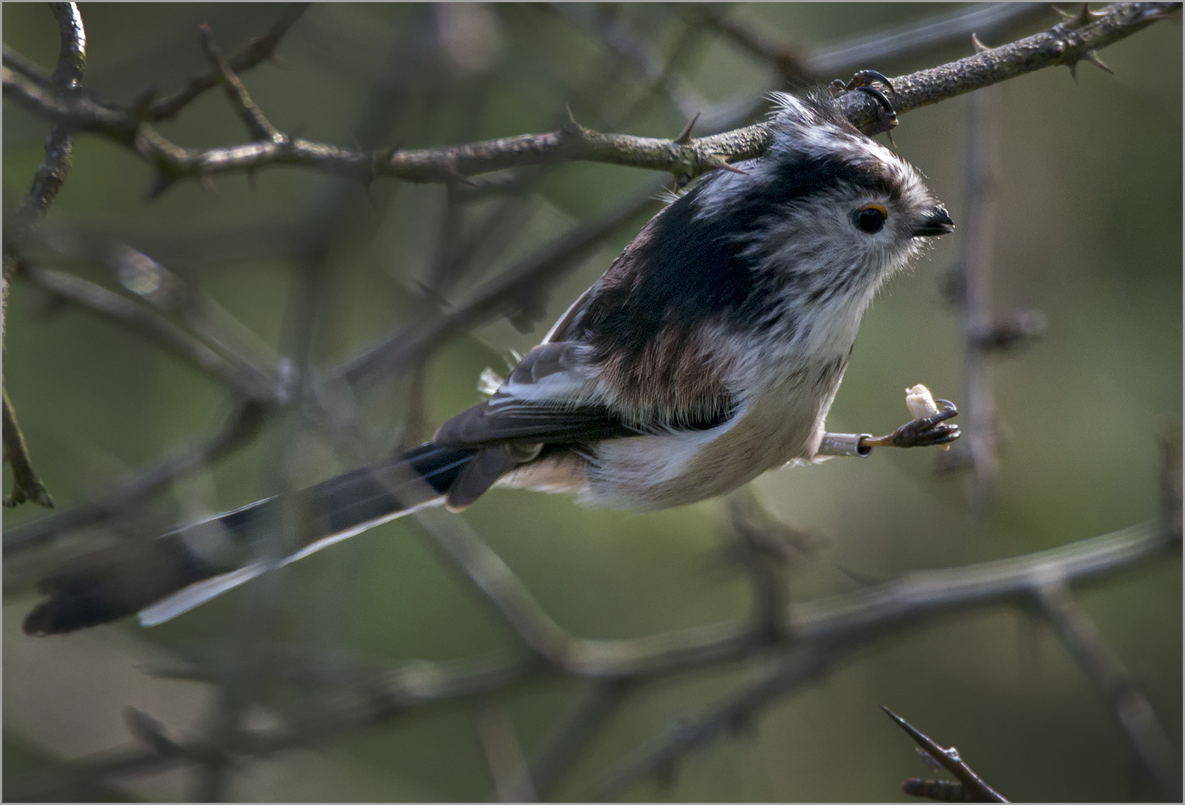 Sigma 150-600mm F5-6.3 DG OS HSM | C sample photo. Long tailed tit photography