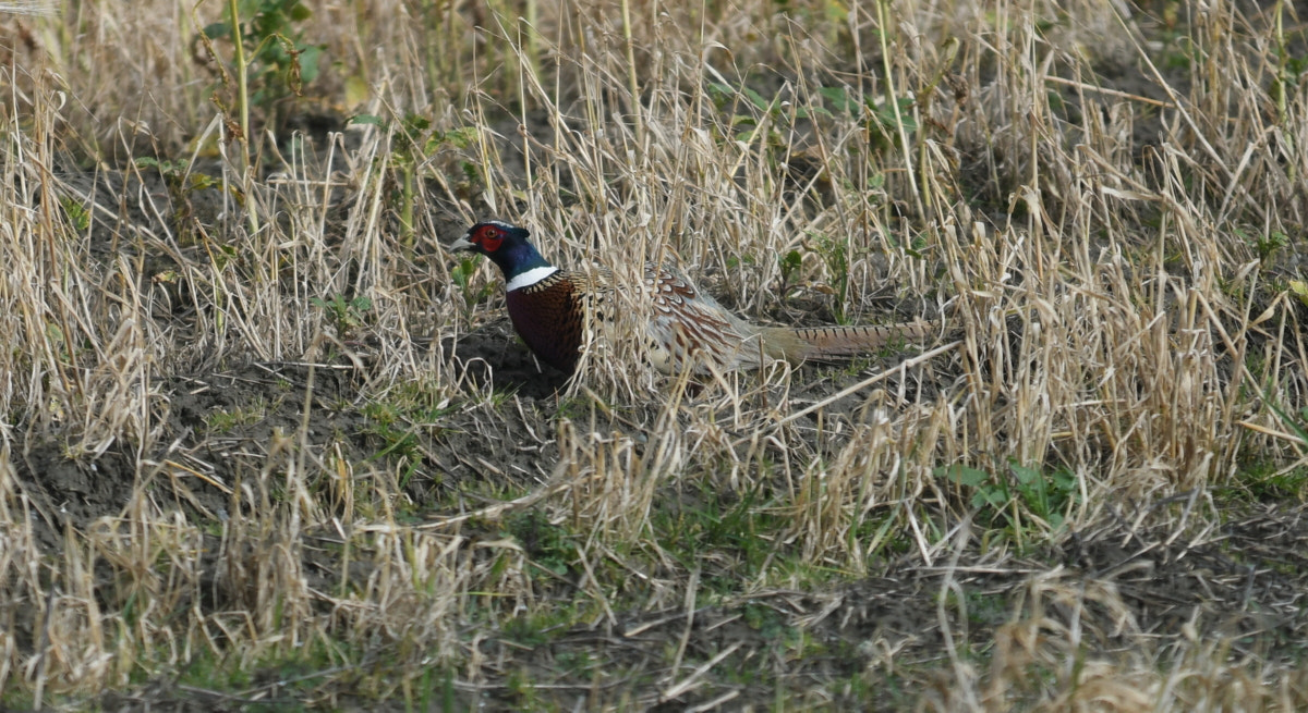 Nikon AF-S Nikkor 70-200mm F4G ED VR sample photo. Foraging pheasant photography