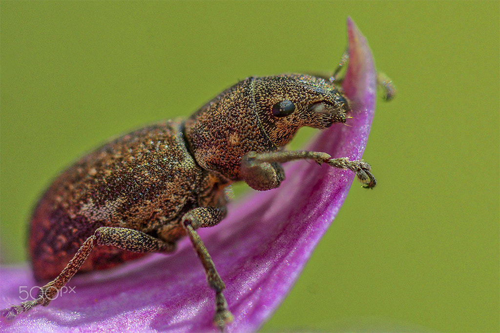 Nikon D7100 + Sigma 150mm F2.8 EX DG Macro HSM sample photo. Estranho inseto photography