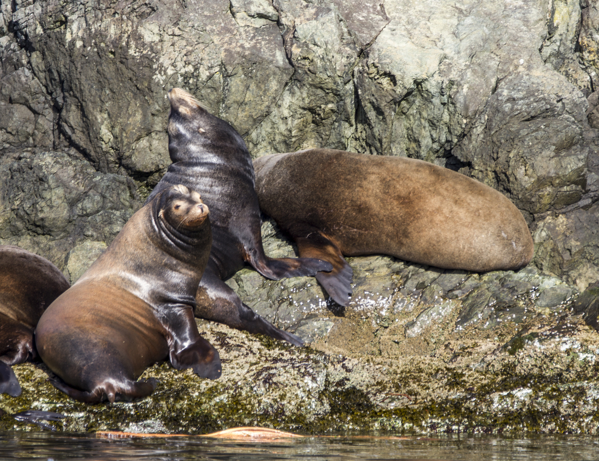 Sigma 150-600mm F5-6.3 DG OS HSM | C sample photo. Bamfield, bc photography