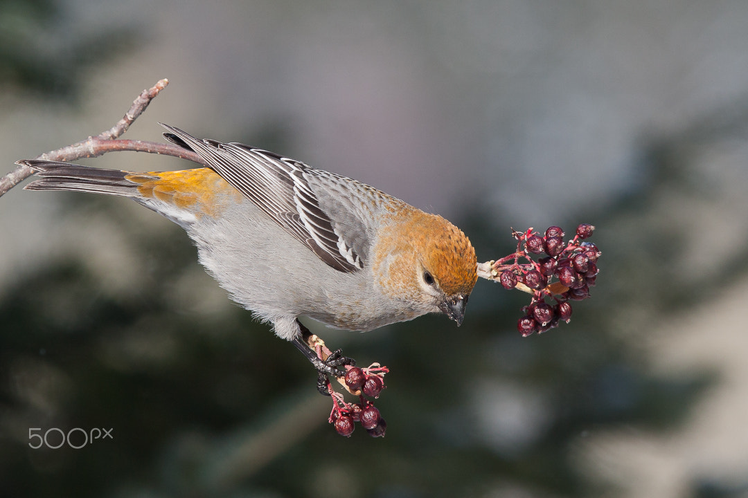 Canon EOS 40D + Canon EF 300mm F2.8L IS USM sample photo. Pine grosbeak photography