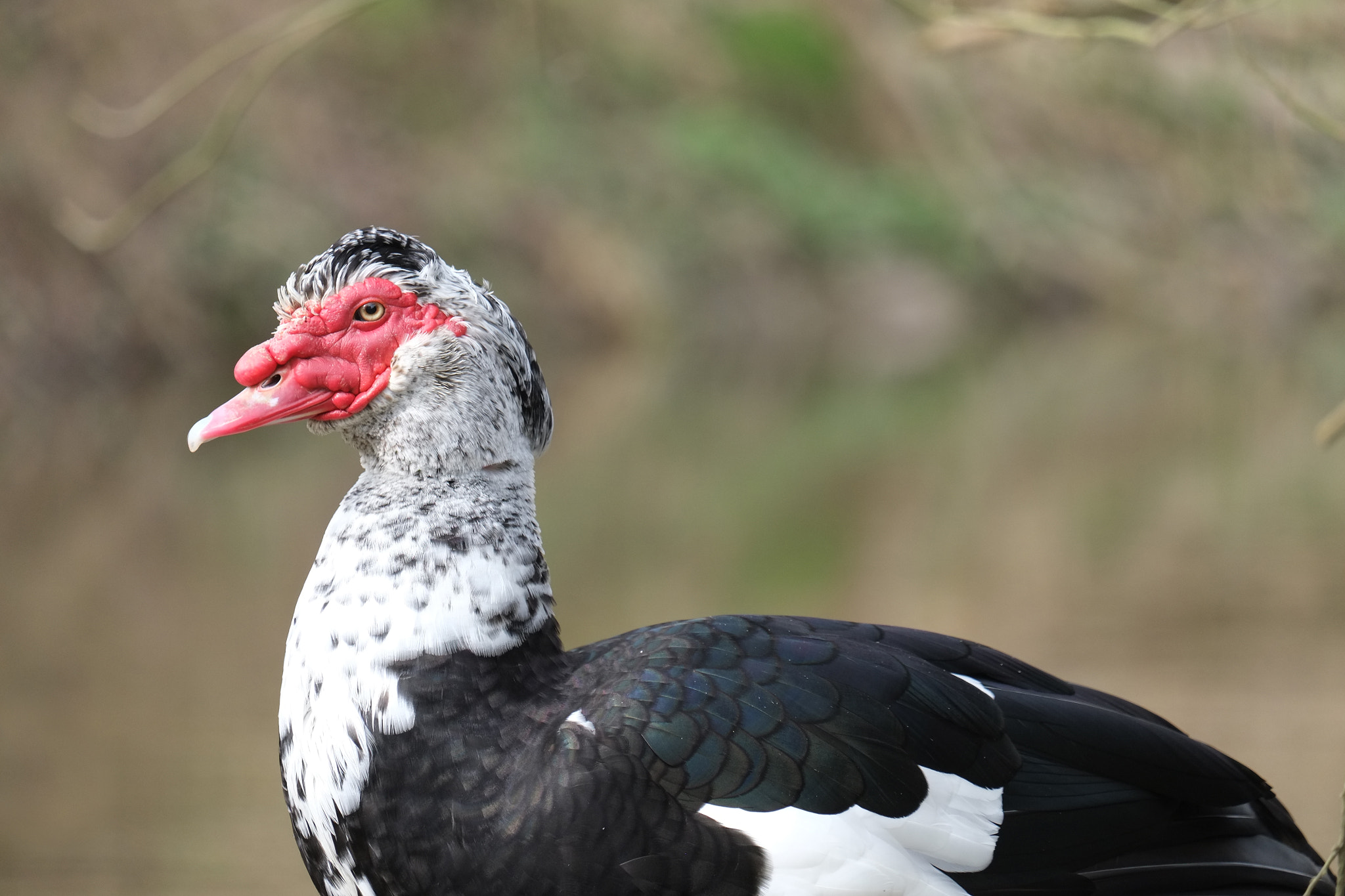 Fujifilm X-E1 sample photo. Canard tête rouge ou canard de barbarie photography