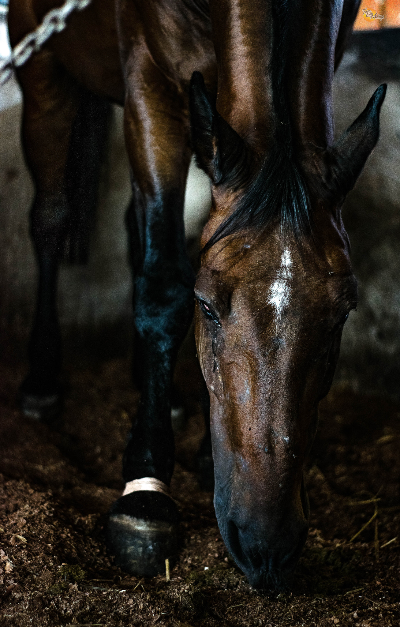 Nikon D5300 + AF-S DX VR Zoom-Nikkor 18-55mm f/3.5-5.6G + 2.8x sample photo. Chevaux photography