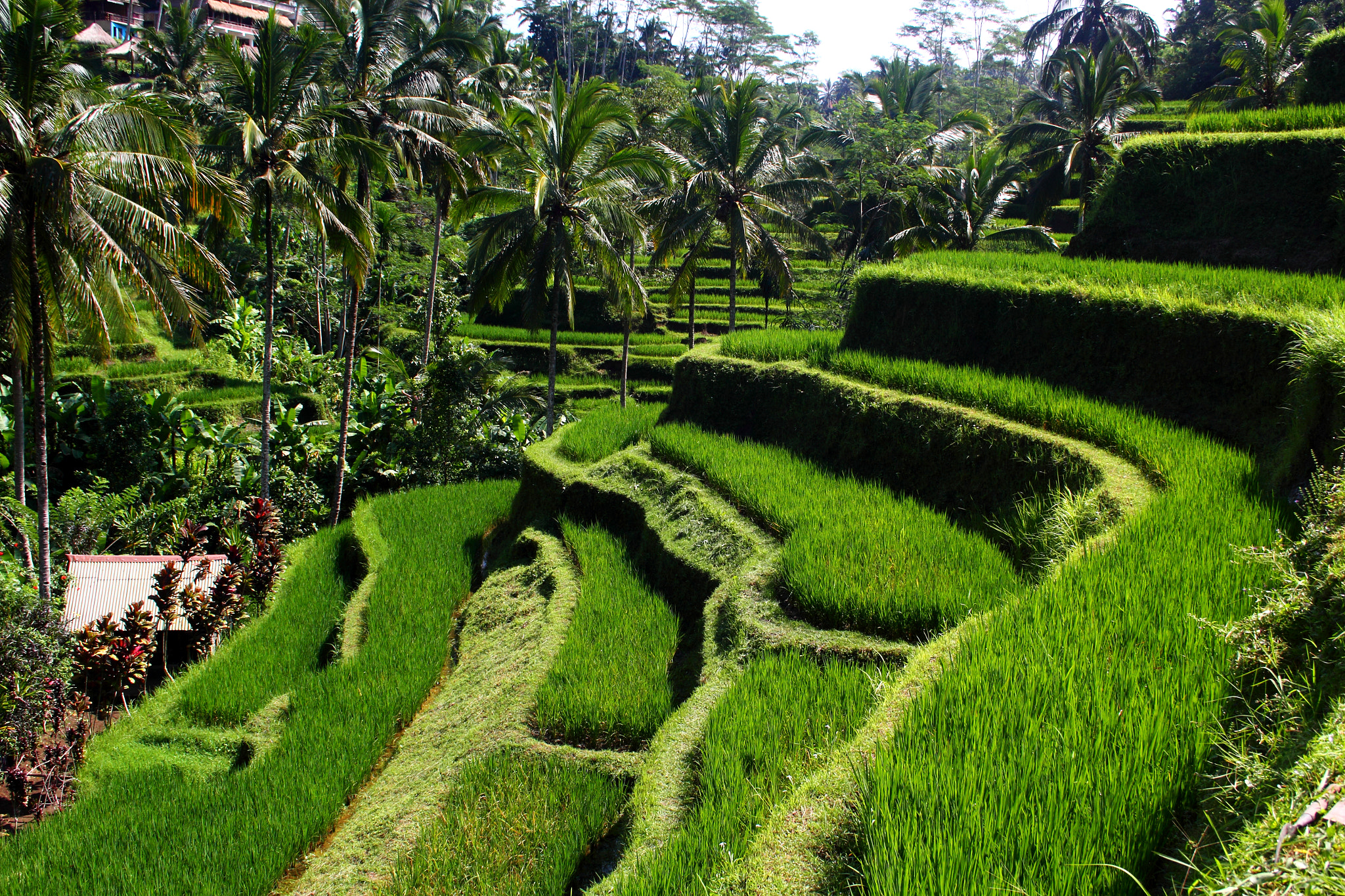 Canon EF-S 18-55mm F3.5-5.6 II sample photo. Tegalalang rice field photography