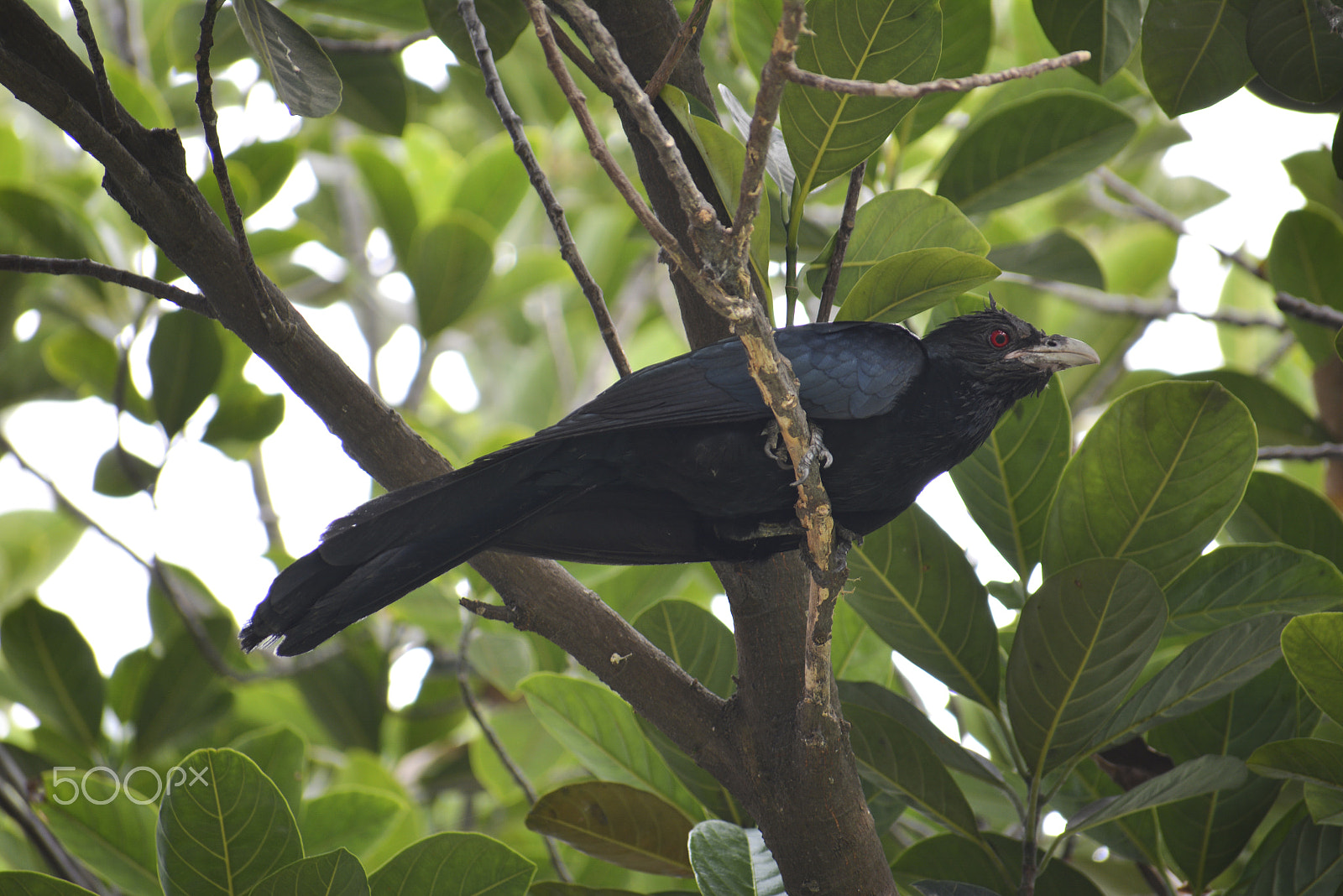 Nikon D5200 + Sigma 70-300mm F4-5.6 DG OS sample photo. Cuckoo photography