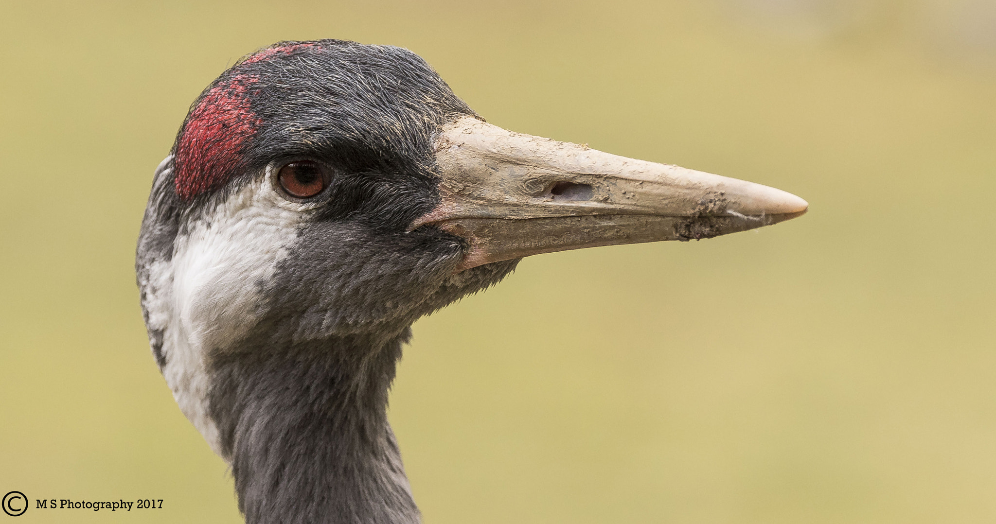 Canon EF 70-300mm F4-5.6L IS USM sample photo. Crane photography