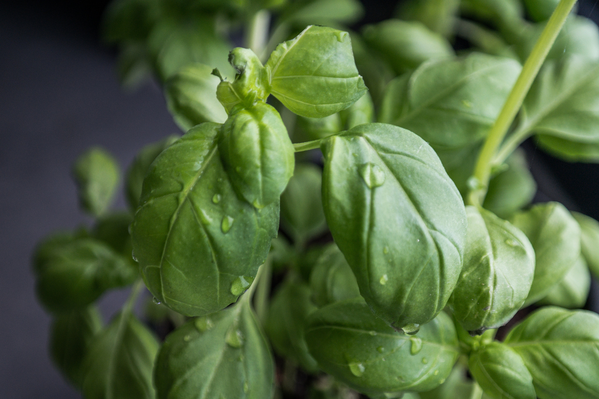 Samsung NX300 + Samsung NX 18-55mm F3.5-5.6 OIS sample photo. Basil (of ) photography
