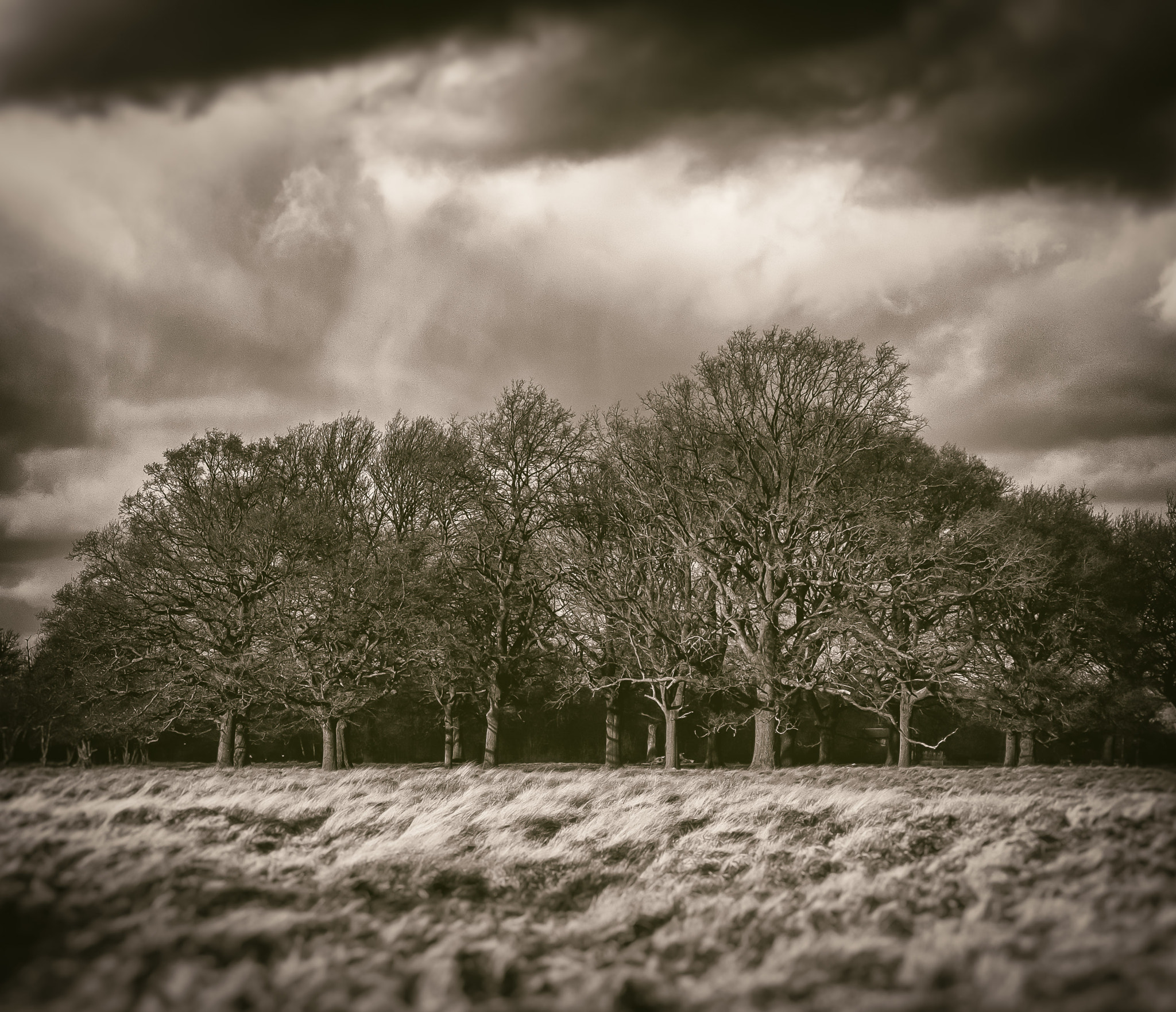 Fujifilm XC 16-50mm F3.5-5.6 OIS II sample photo. Today in the park (of ) photography