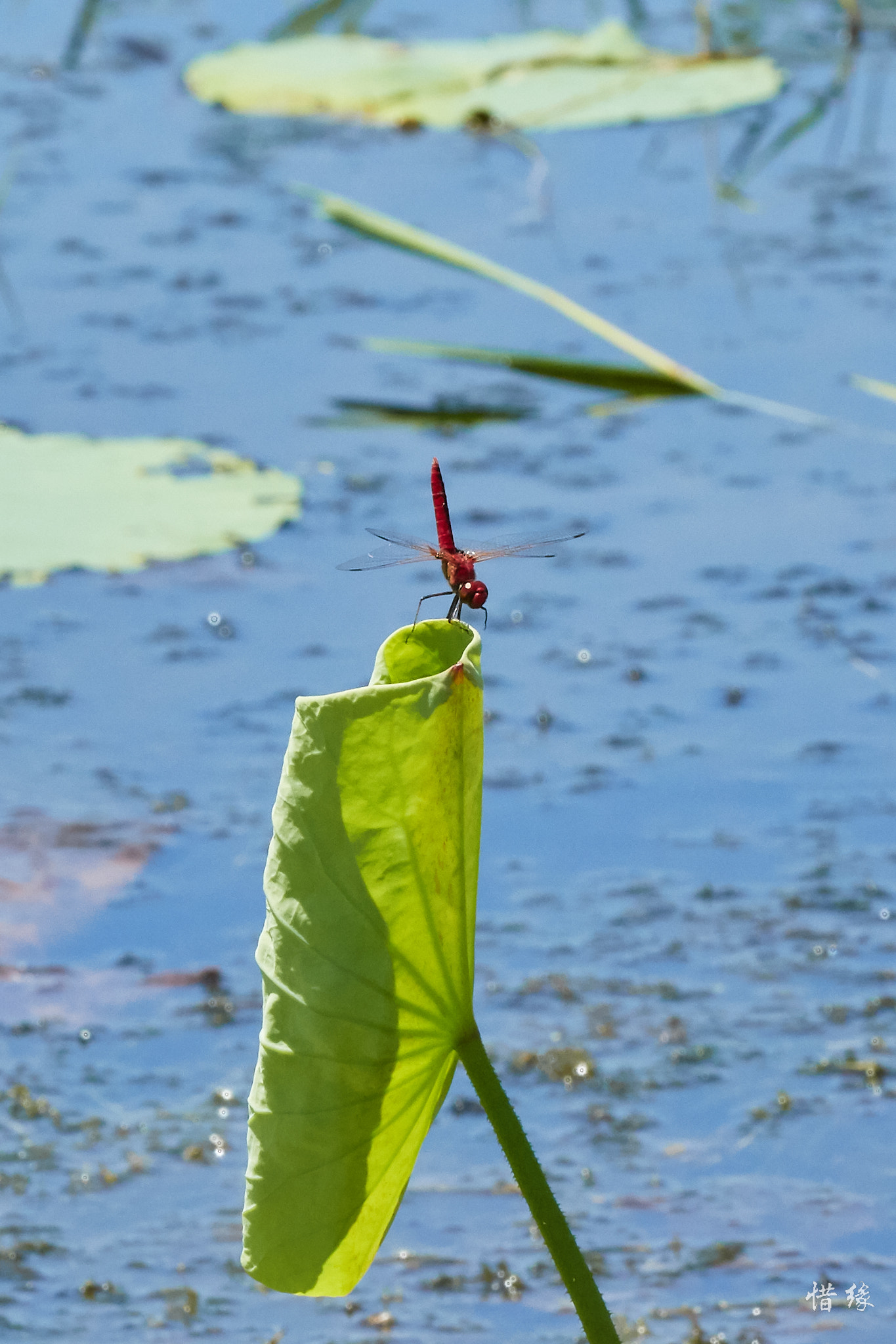 Canon EOS 7D Mark II sample photo. Dragon fly@fogg dam conservation reserve photography