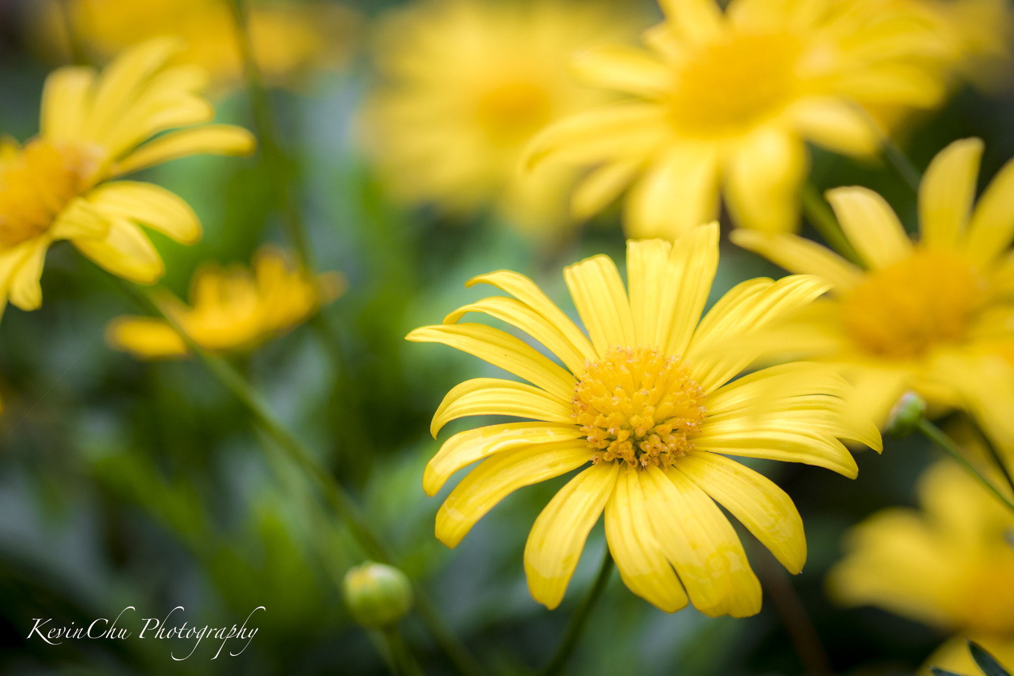 Canon EF 100mm F2.8L Macro IS USM sample photo. Spring time photography