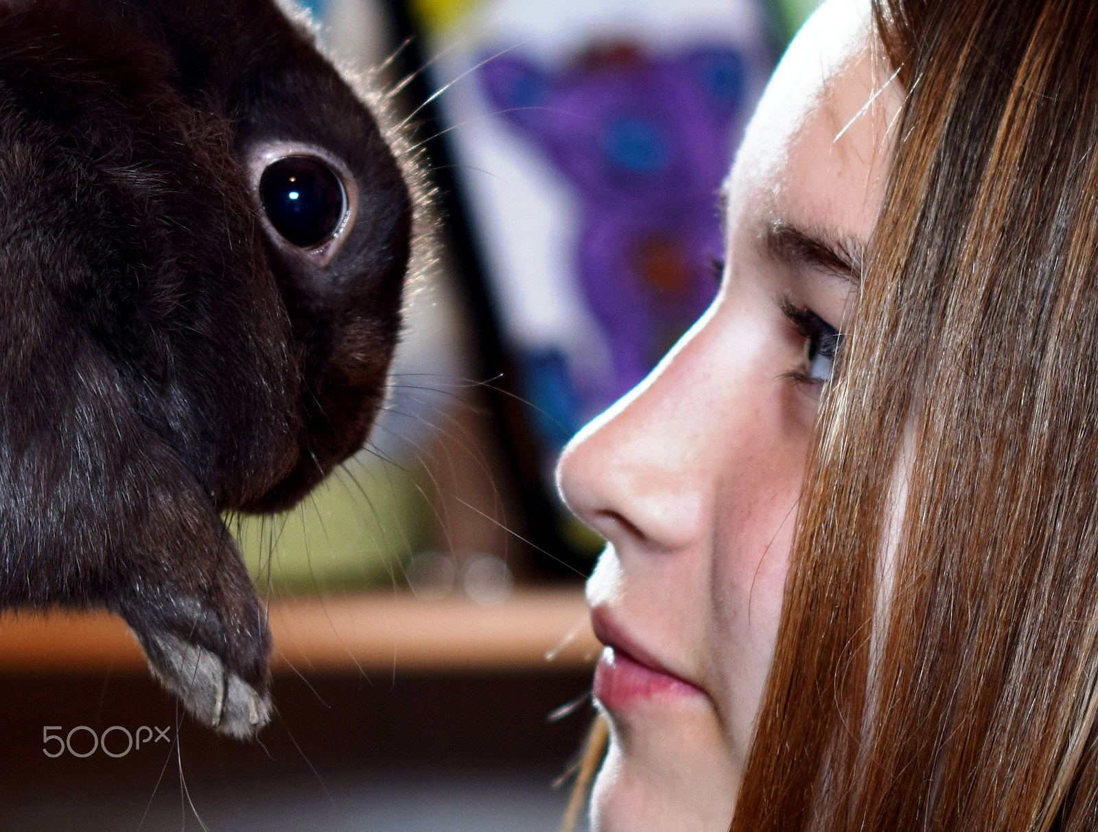 Nikon D5300 + Nikon AF-S Nikkor 50mm F1.4G sample photo. Marley the rabbit photography