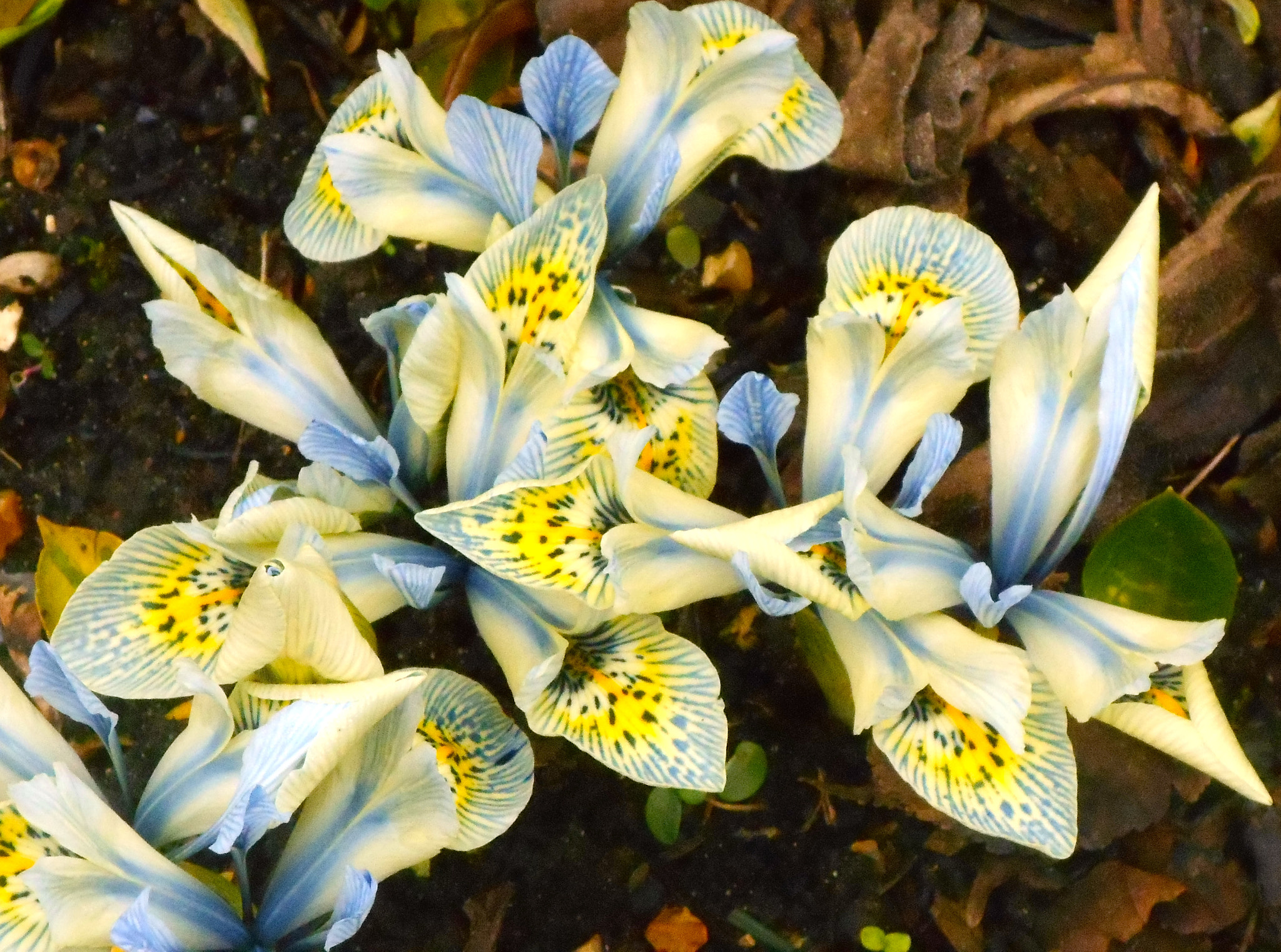 Nikon COOLPIX S3400 sample photo. Dwarf irises photography