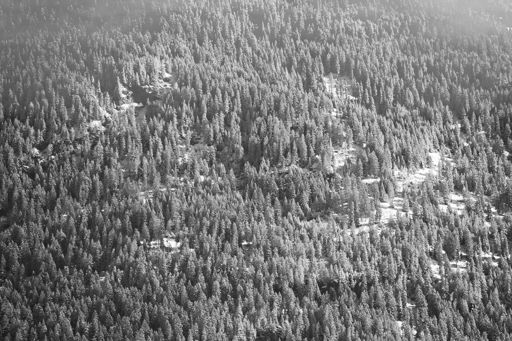 Canon EF-S 55-250mm F4-5.6 IS STM sample photo. Trees photography