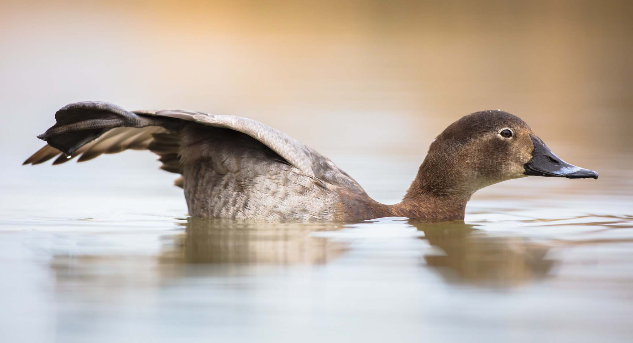 Canon EOS 5DS R + Canon EF 500mm F4L IS USM sample photo. Stretching photography