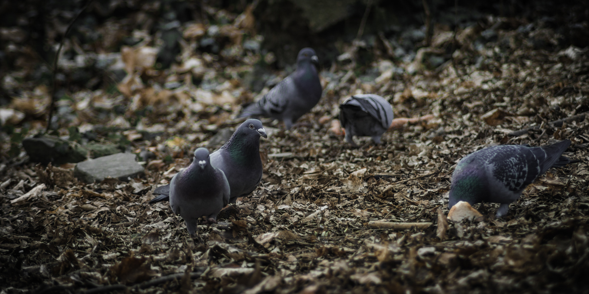 Nikon D3200 sample photo. Pigeons photography