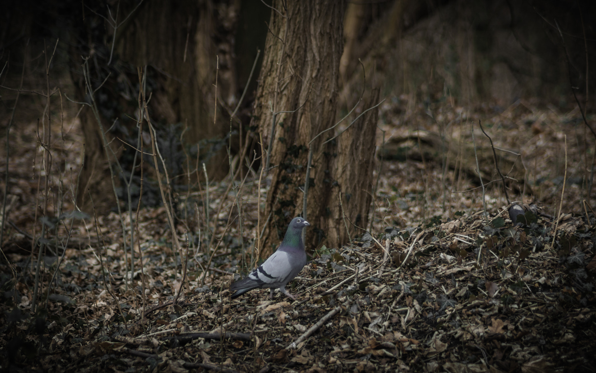 Nikon D3200 sample photo. Pigeons photography