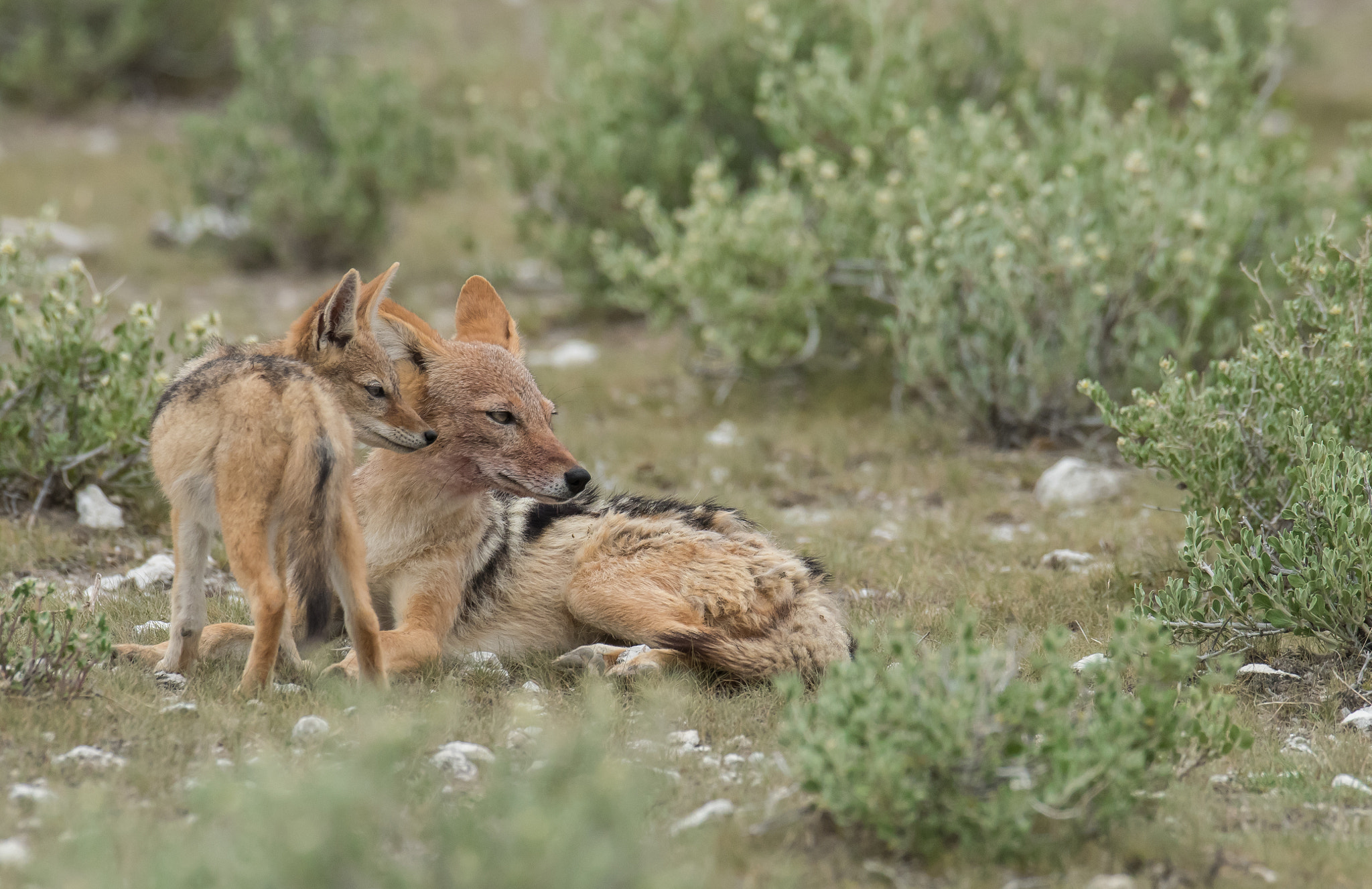 Nikon D810 sample photo. Jackal with pup photography